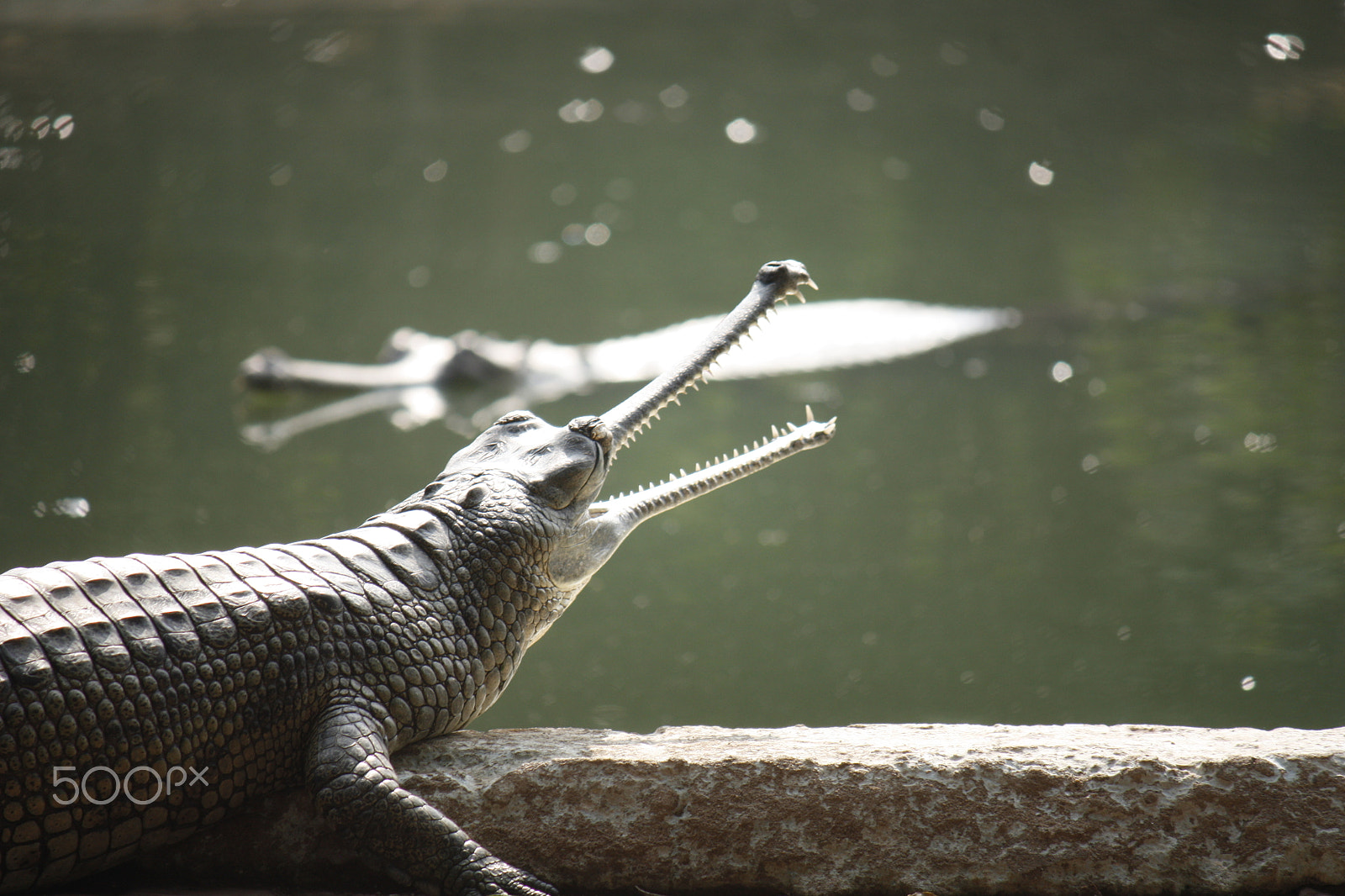 Canon EOS 450D (EOS Rebel XSi / EOS Kiss X2) sample photo. Quiet alligator taking sun at nandan kanan, odisha photography