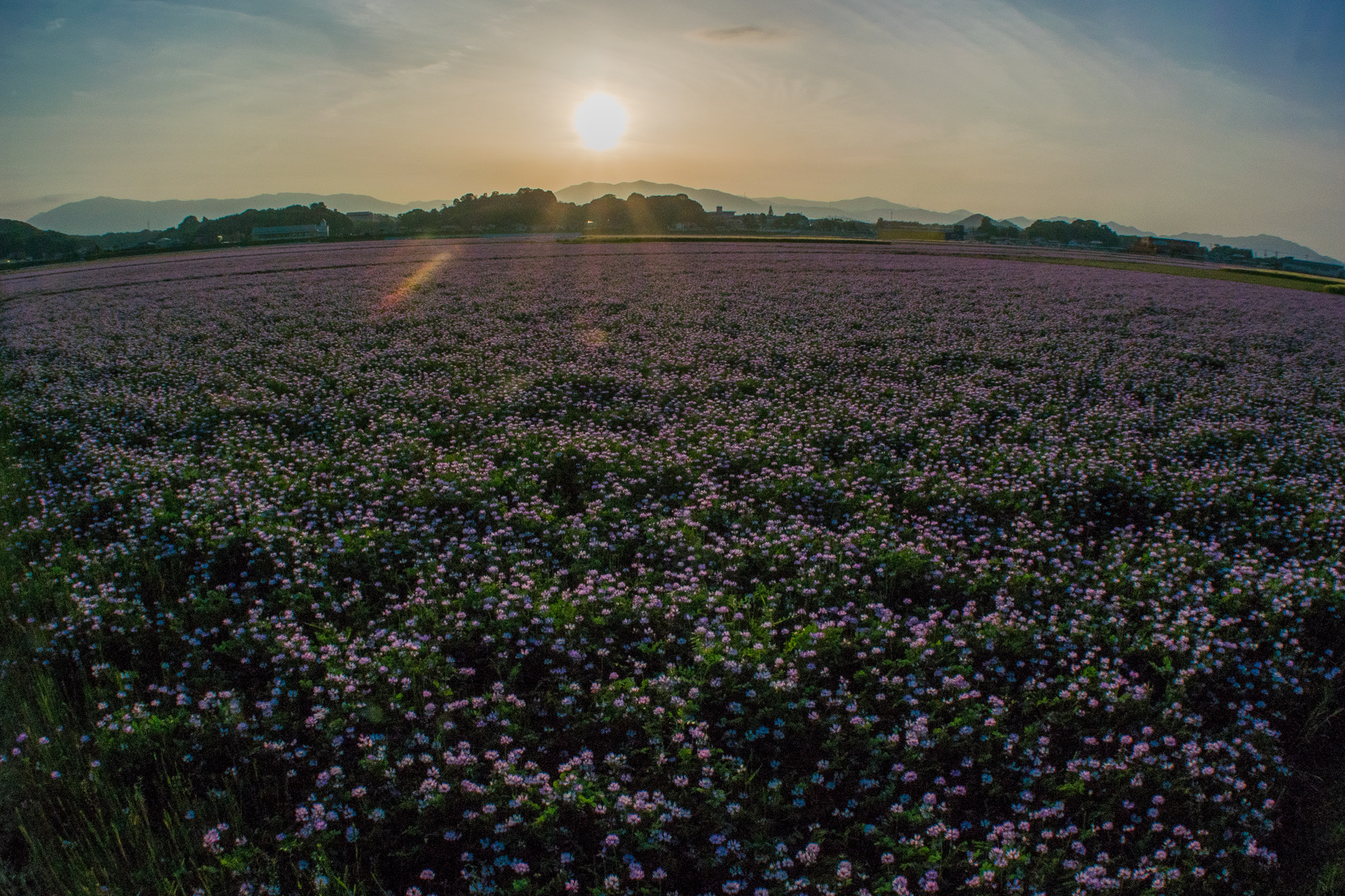 Nikon 1 V3 sample photo. Earth of astragalus photography