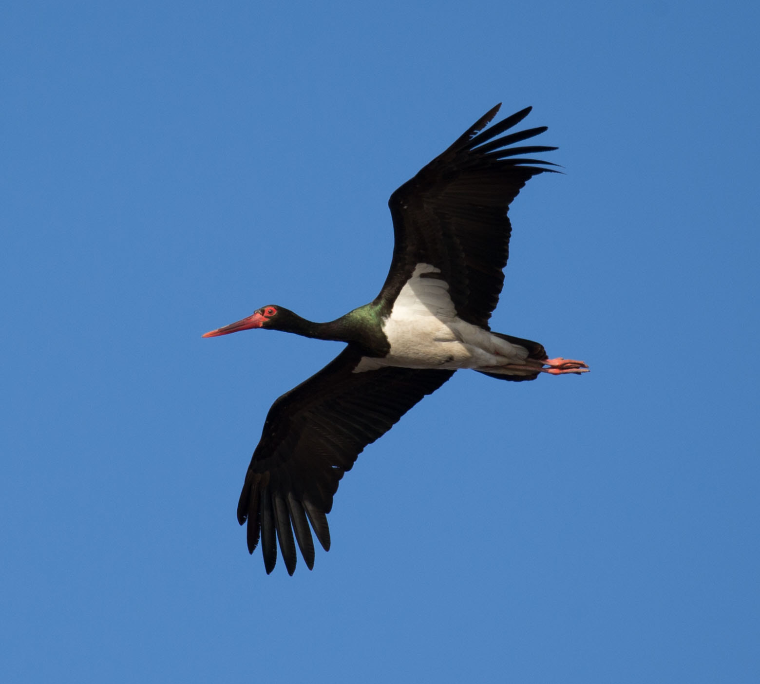 Canon EF 100-400mm F4.5-5.6L IS II USM sample photo. 黑鹳 photography