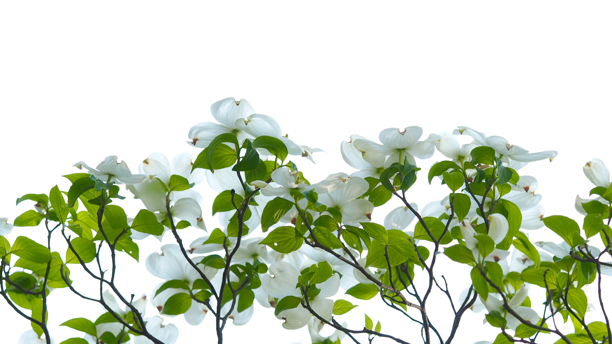 Olympus PEN E-PL7 sample photo. Flowering dogwood photography