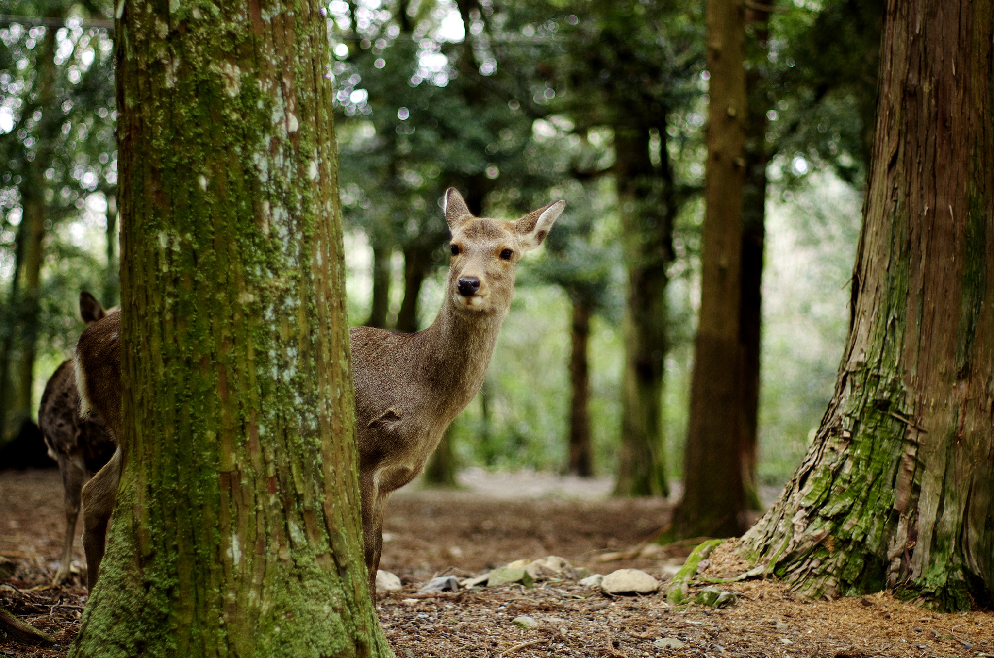 Pentax K-5 II + Pentax smc FA 50mm F1.4 sample photo. Return photography