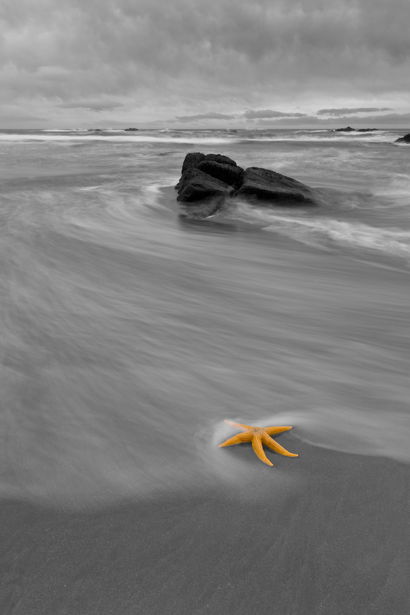 Canon EOS-1D Mark IV sample photo. Estrella de mar photography