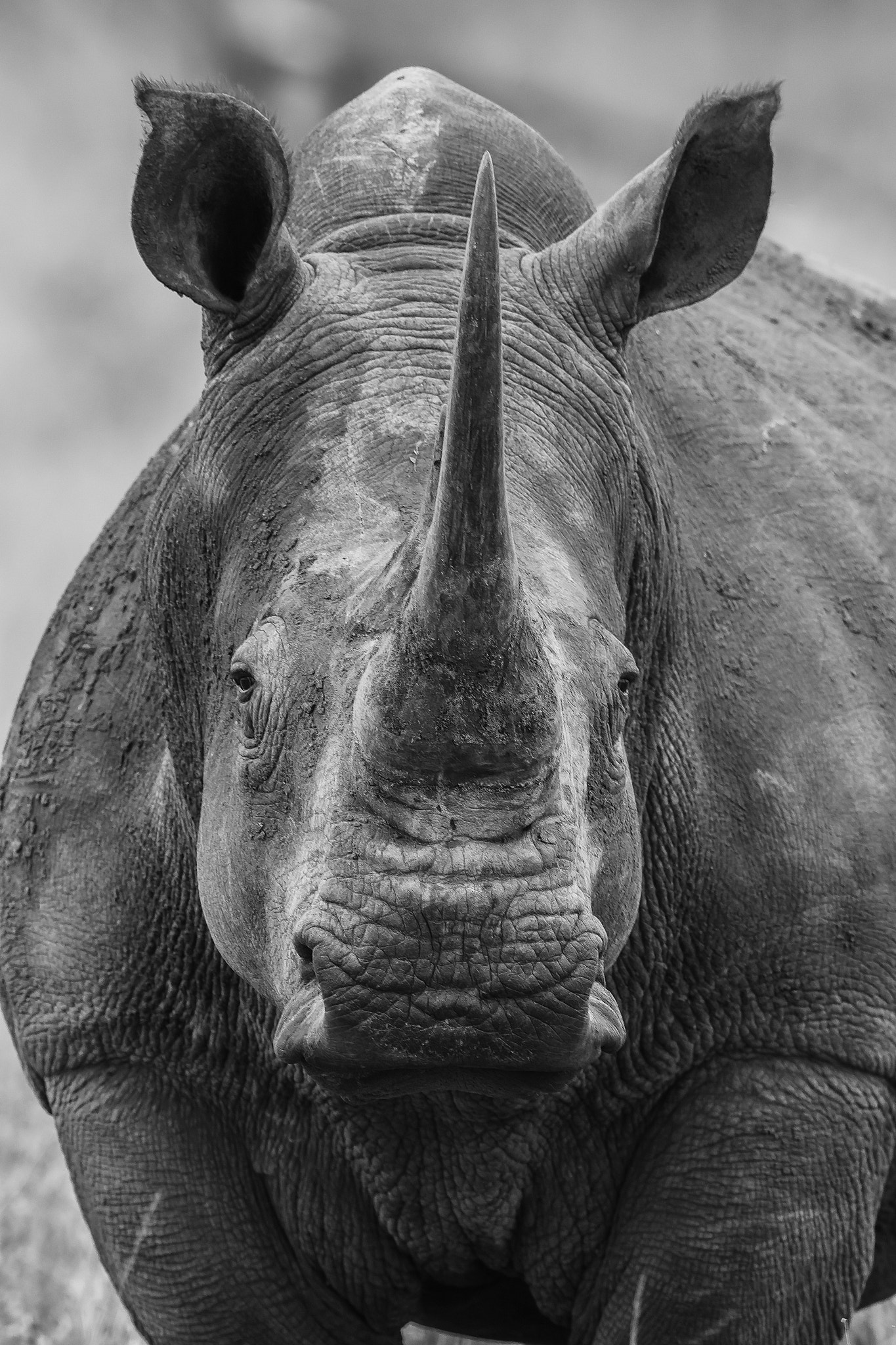 Nikon D7100 + Nikon AF-S Nikkor 600mm F4G ED VR sample photo. Rinoceronte photography