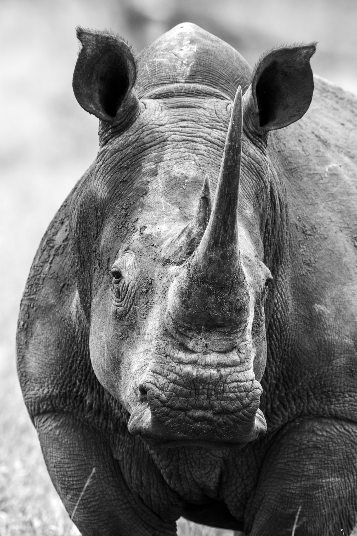 Nikon D7100 + Nikon AF-S Nikkor 600mm F4G ED VR sample photo. Rinoceronte photography