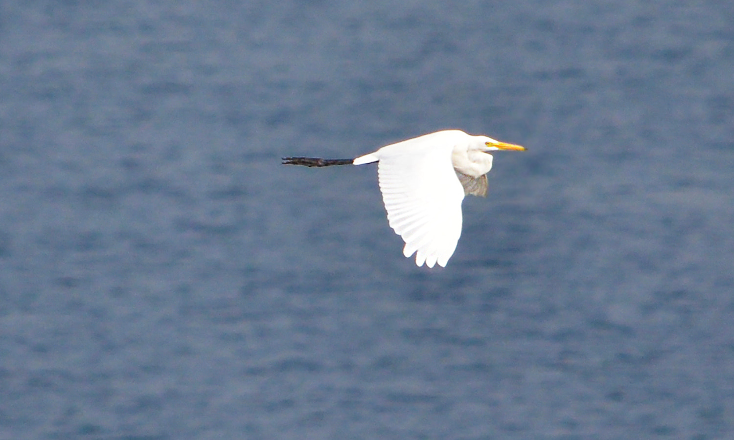 Nikon D5100 + Nikon AF-S Nikkor 28mm F1.8G sample photo. Great egret in flight photography