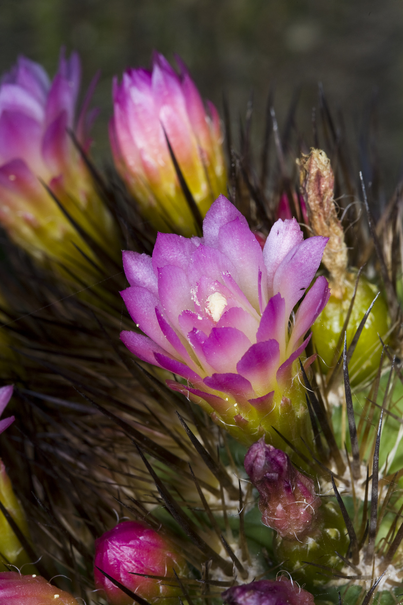 Canon EOS 5D + Canon EF 100mm F2.8 Macro USM sample photo. Captus photography