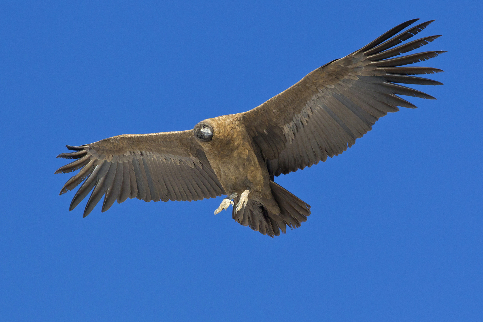 Canon EOS-1D Mark IV sample photo. Condor photography