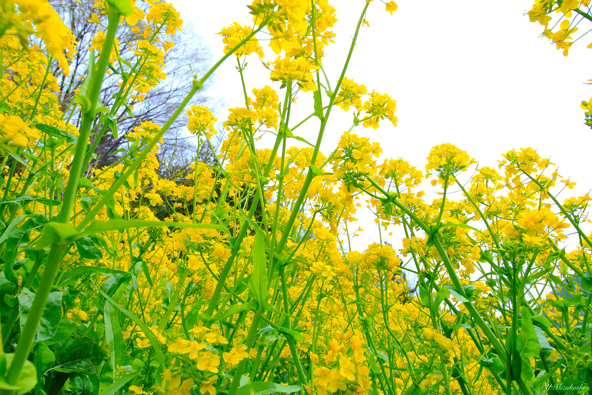 Canon EOS 700D (EOS Rebel T5i / EOS Kiss X7i) + Canon EF-S 10-18mm F4.5–5.6 IS STM sample photo. Rape field photography
