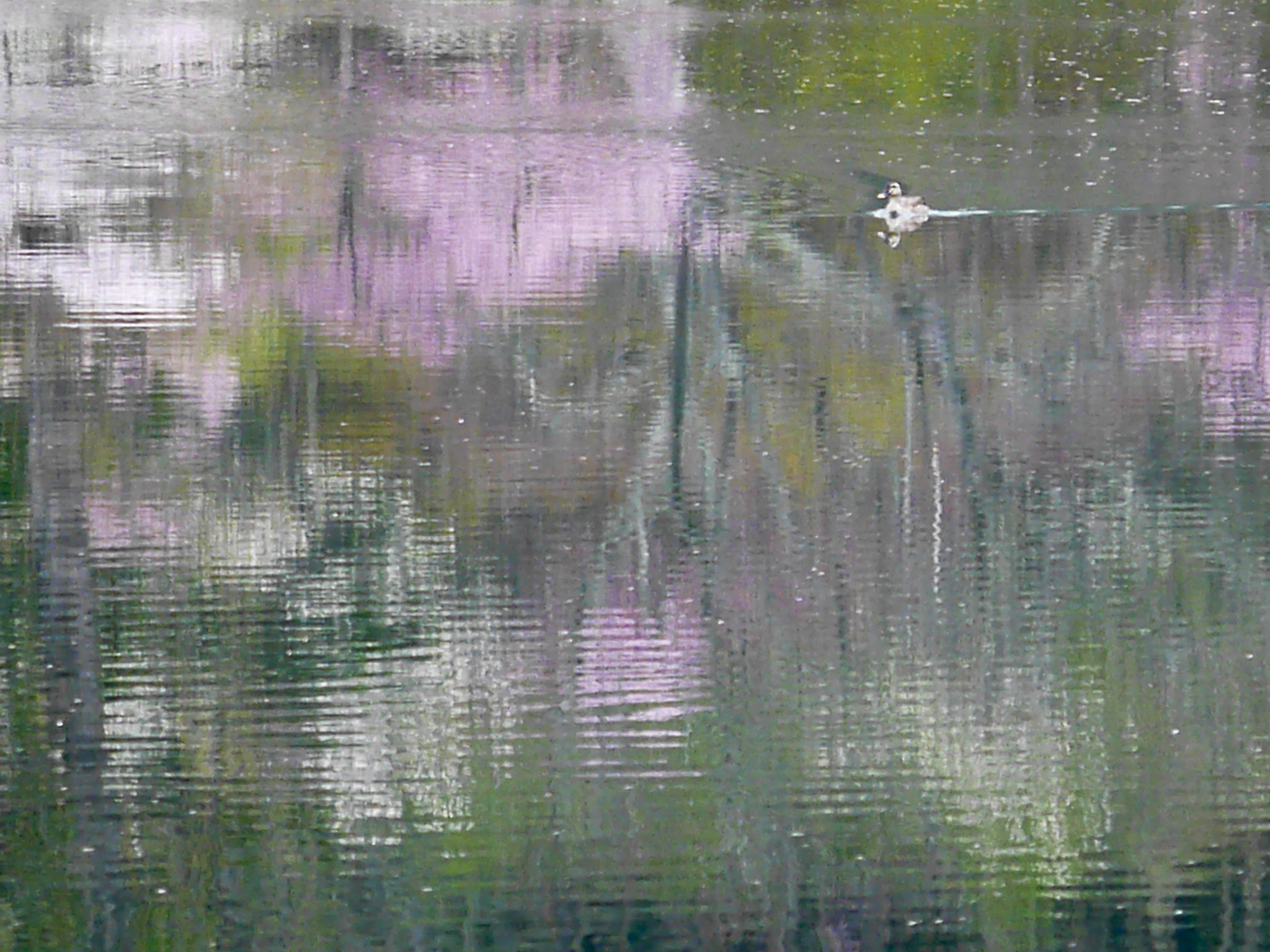 Panasonic Lumix DMC-GX7 sample photo. Impressionistic duck photography