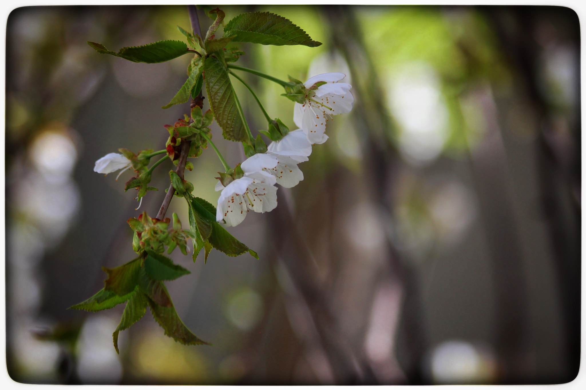 Canon EOS M sample photo. Cherry blossoms photography