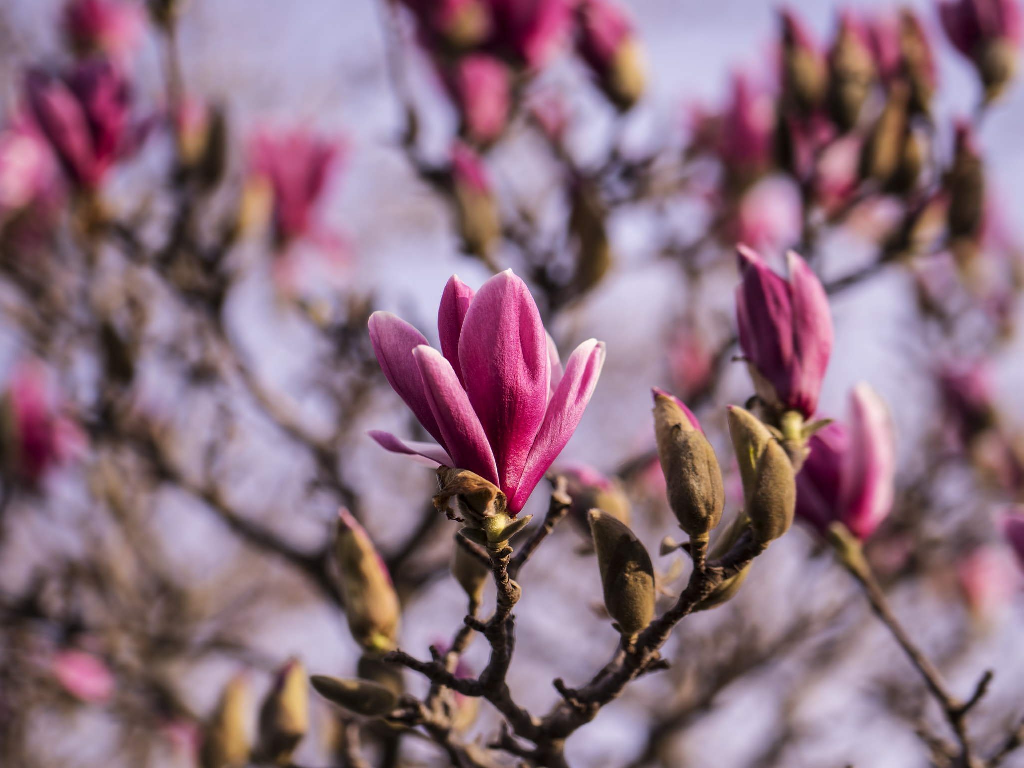 Pentax 645Z + HD Pentax D FA 645 Macro 90mm F2.8 ED AW SR sample photo. Fully blossoms photography