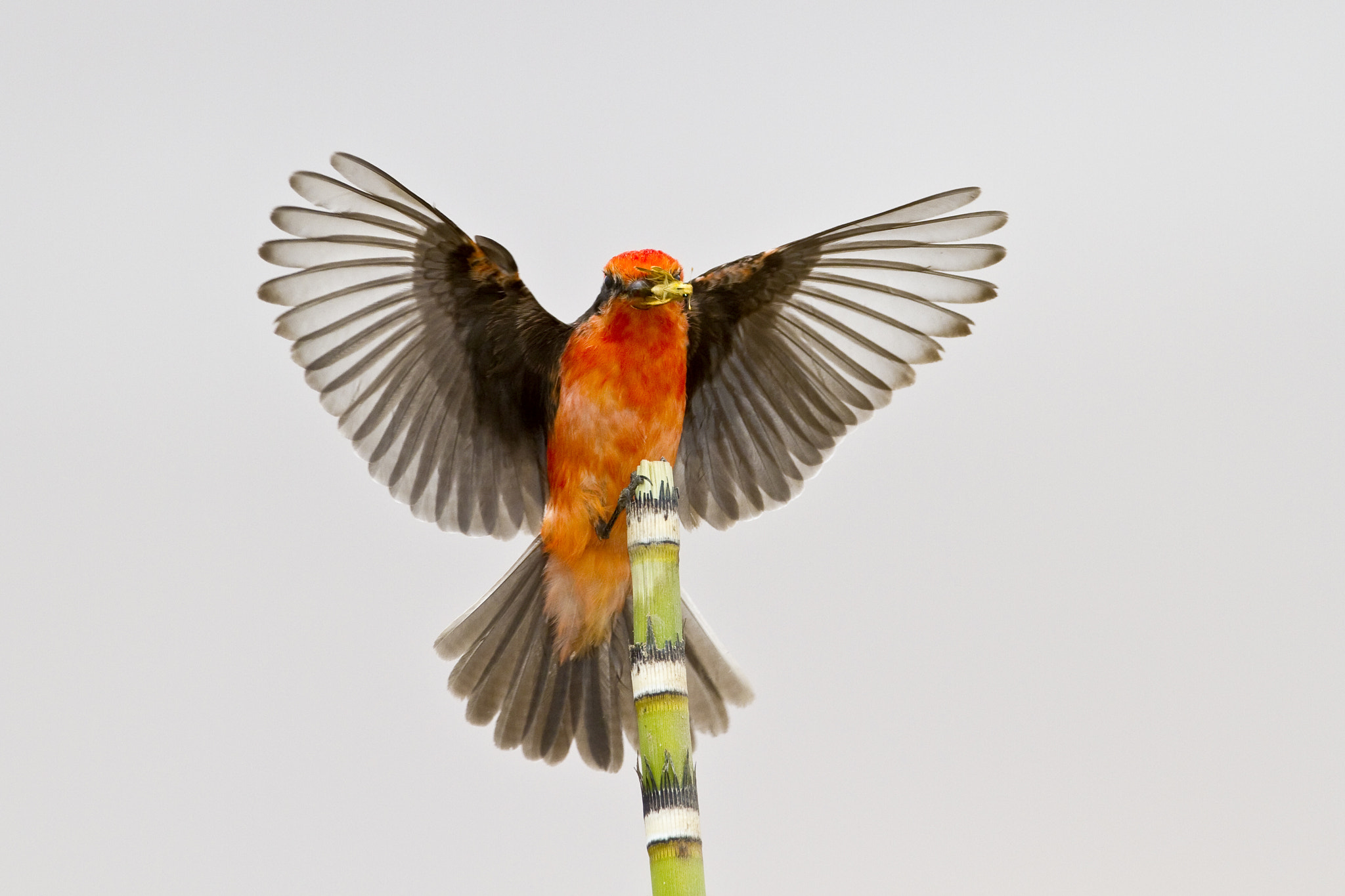 Canon EF 600mm f/4L IS sample photo. Sacatu real photography