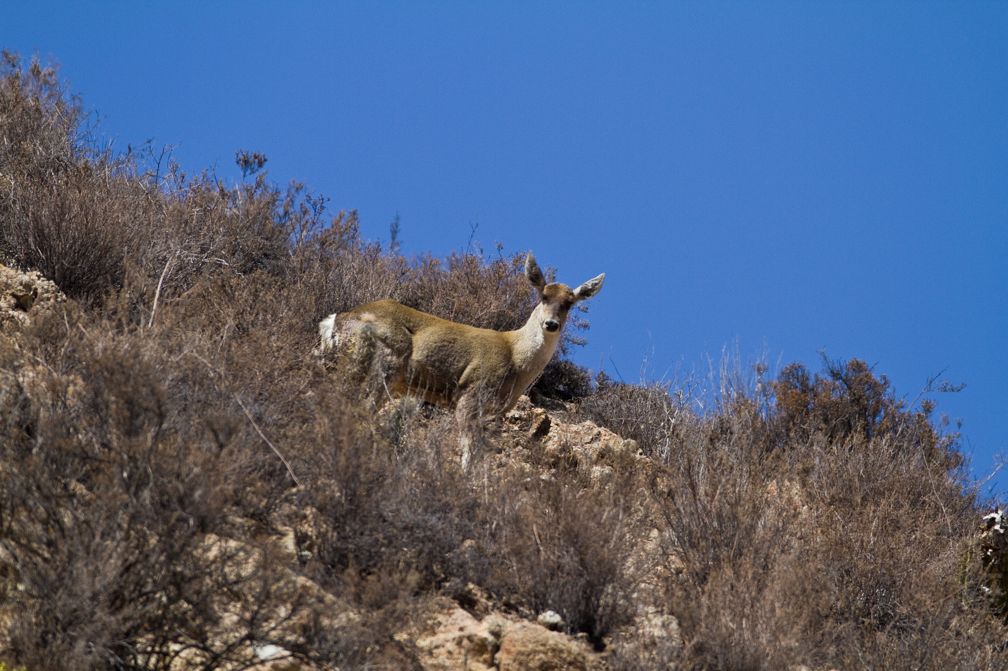 Canon EF 600mm F4L IS USM sample photo. Taruca photography