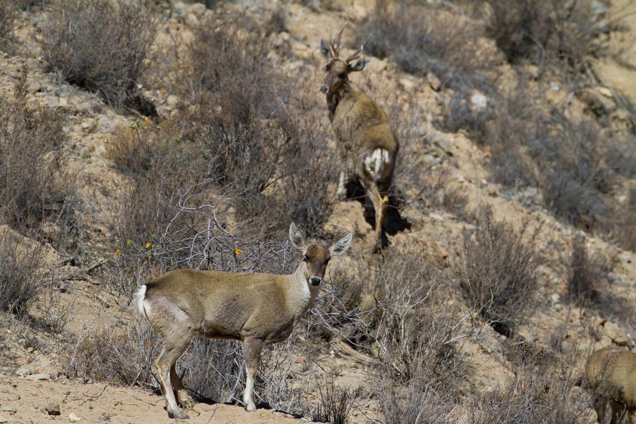 Canon EF 600mm F4L IS USM sample photo. Taruca photography