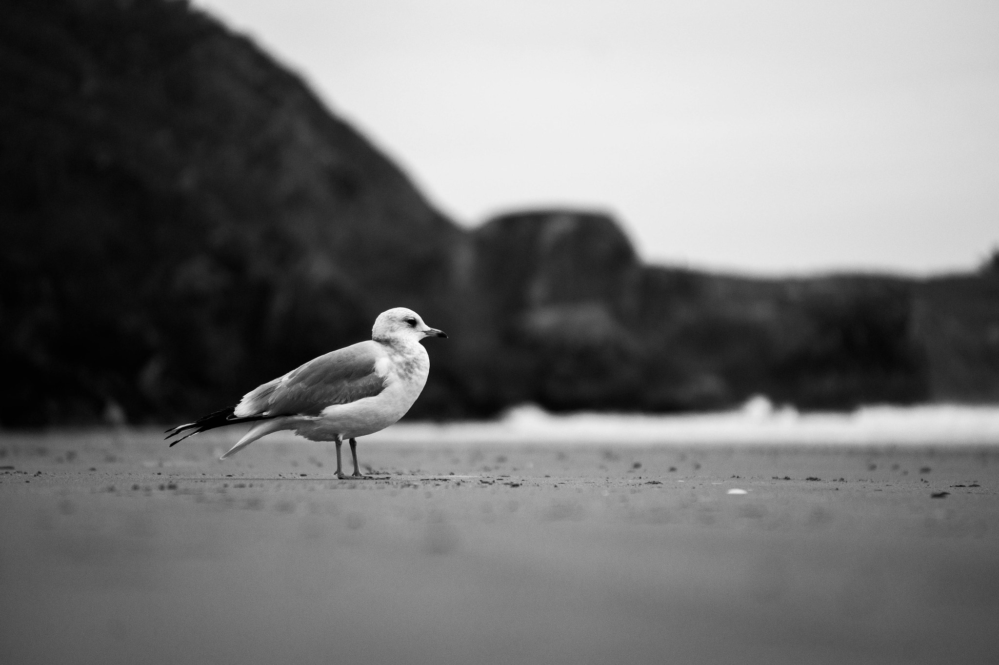 Sony Alpha a3000 sample photo. Stinson beach seagull photography