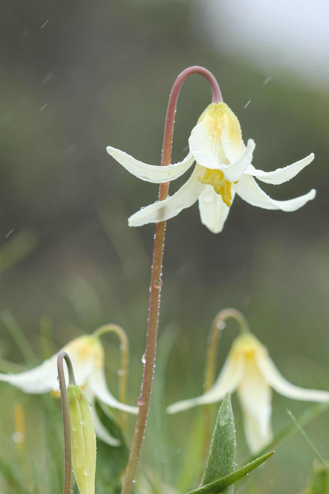Canon EF 100mm F2.8 Macro USM sample photo. Erythronium oregonum photography