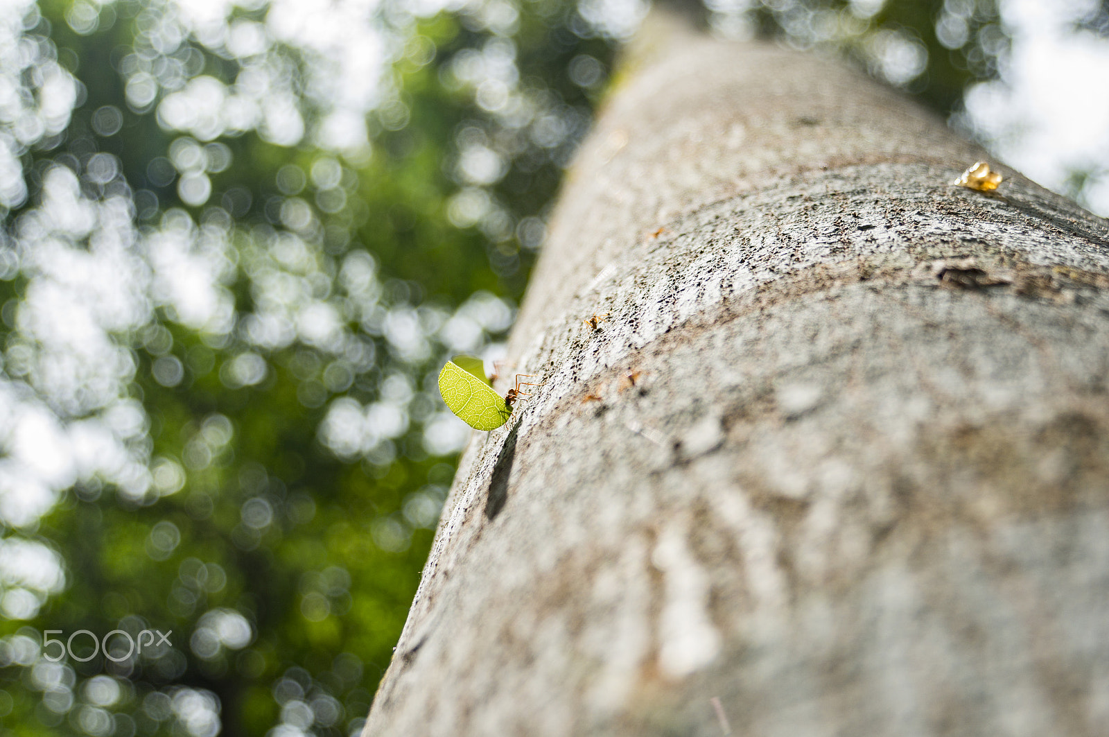 Sony E 18-200mm F3.5-6.3 OSS sample photo. Escalada da formiga - the ant's climb photography