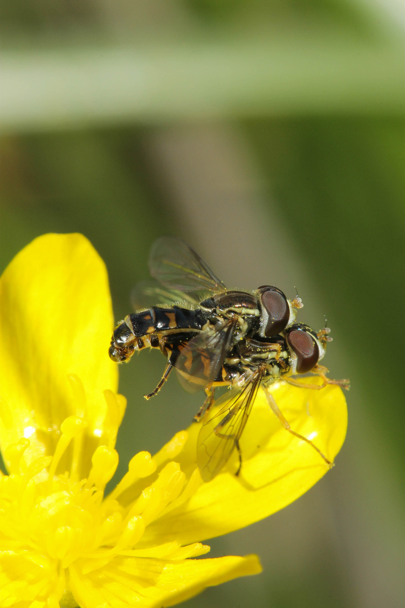 Canon EF 100mm F2.8 Macro USM sample photo. Toxomerus occidentalis pair photography
