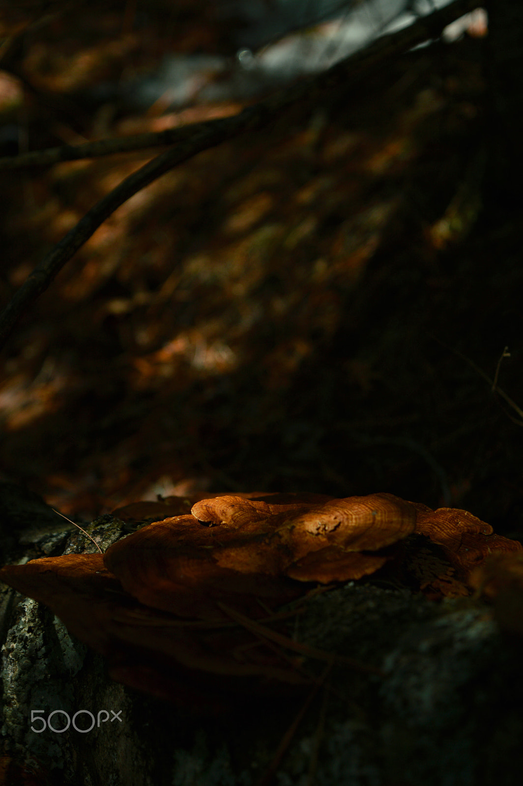 Nikon D3200 + Zeiss Milvus 85mm f/1.4 sample photo. Mushrooms in the forest photography