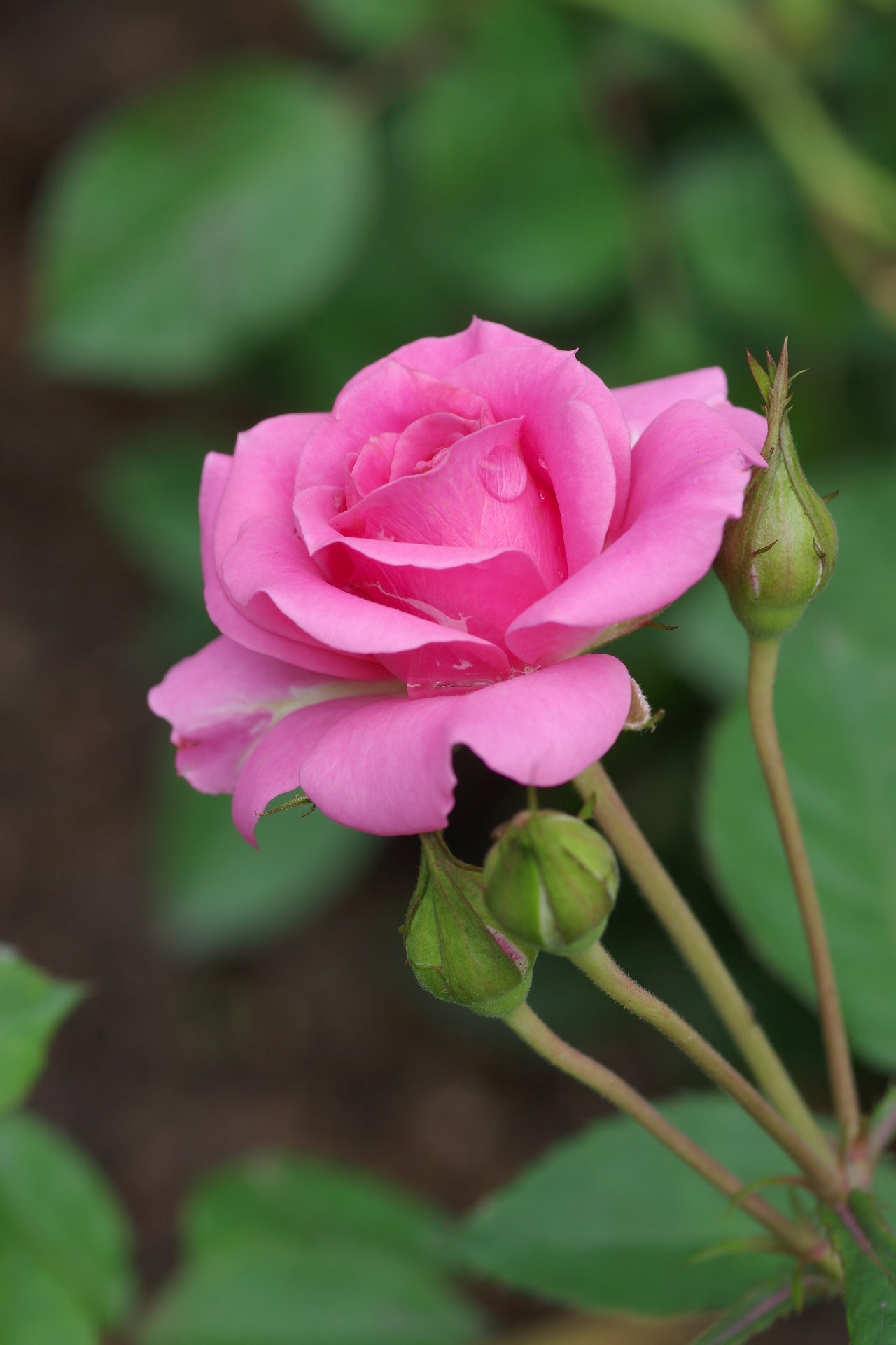 Pentax smc D-FA 100mm F2.8 Macro WR sample photo. Love photography