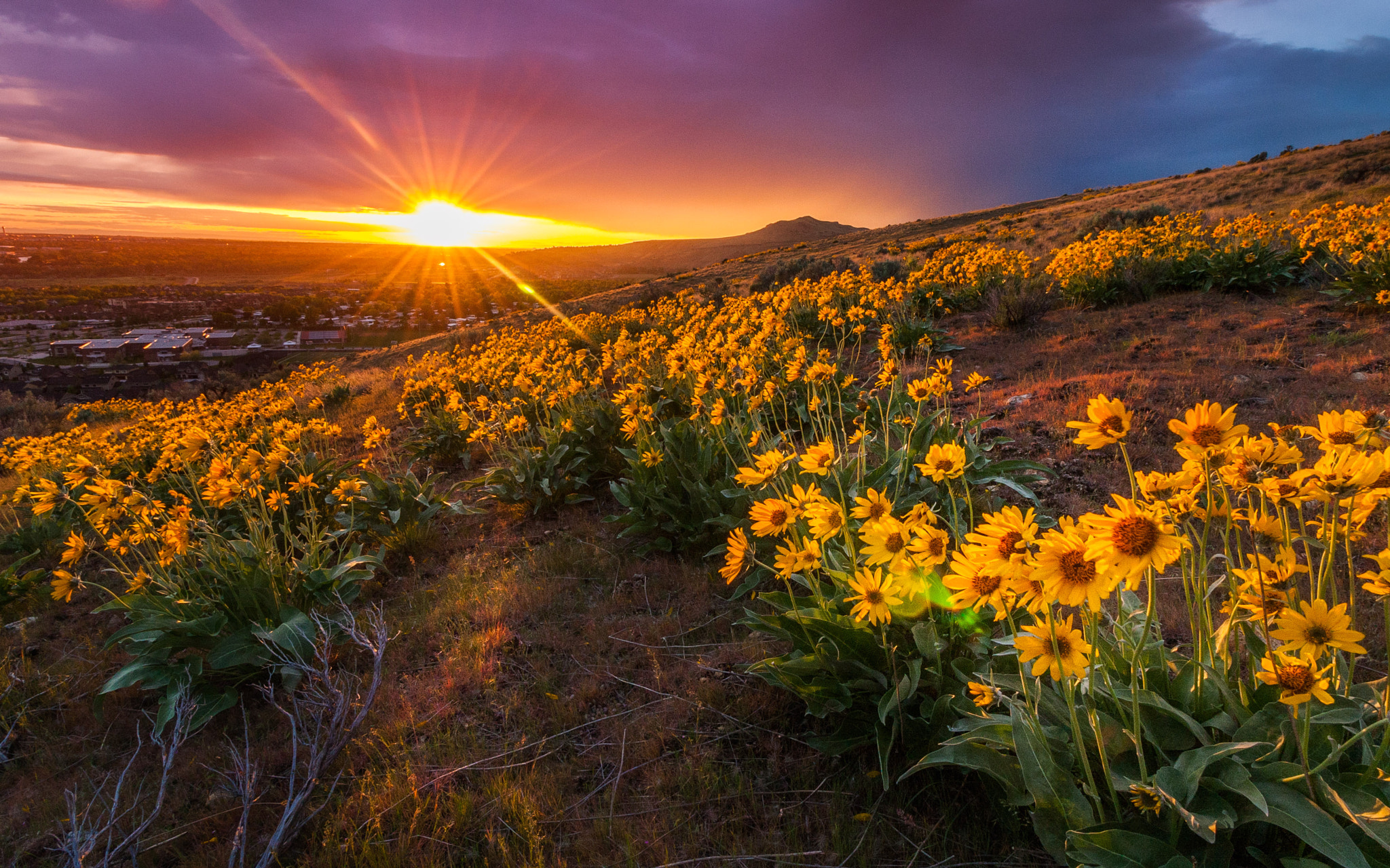 Canon EF-S 10-18mm F4.5–5.6 IS STM sample photo. Arrowleaf balsamroot wildflowers at sunset photography