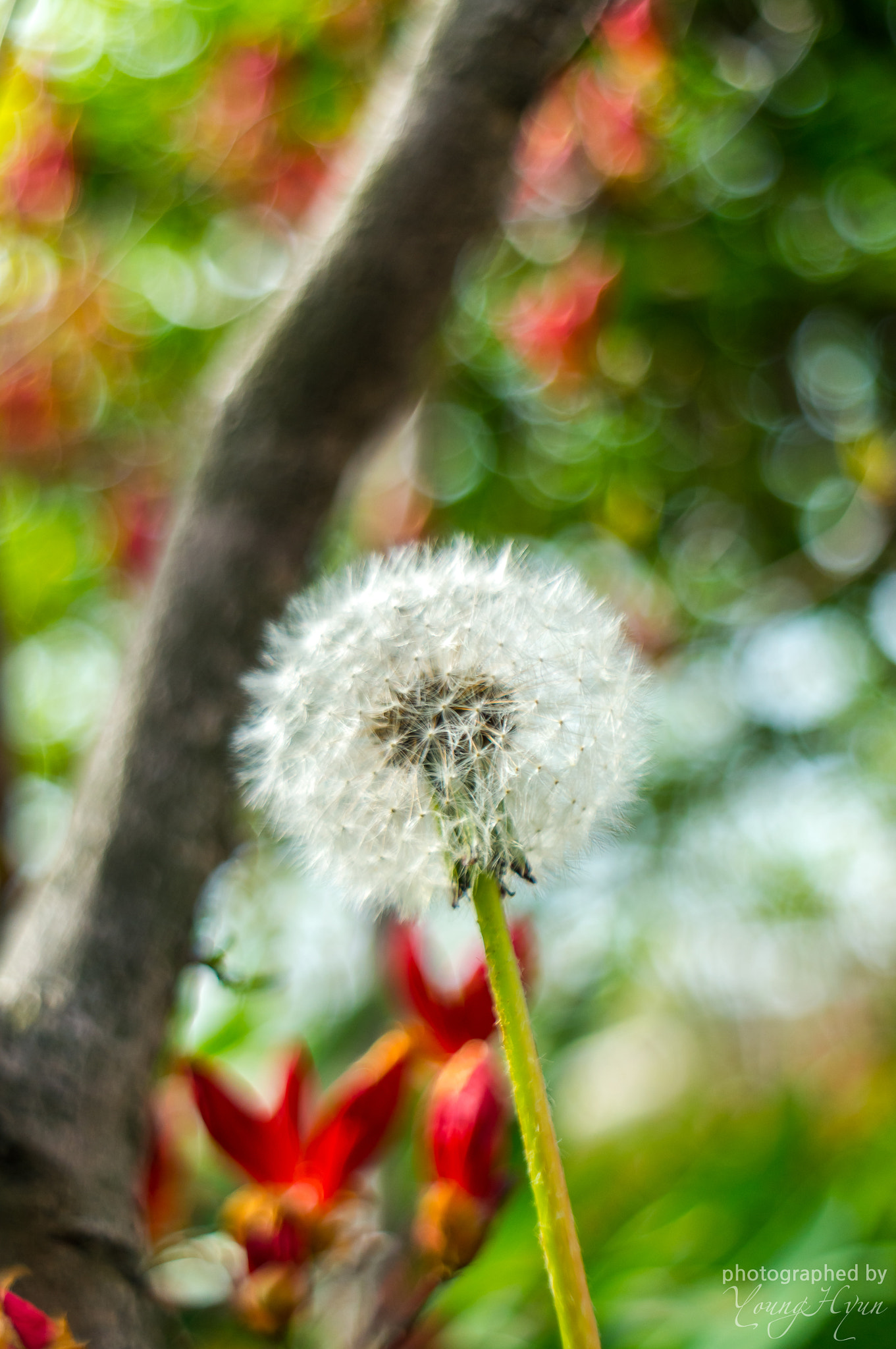 Sony SLT-A57 + Minolta AF 50mm F1.7 sample photo. Dandelion photography