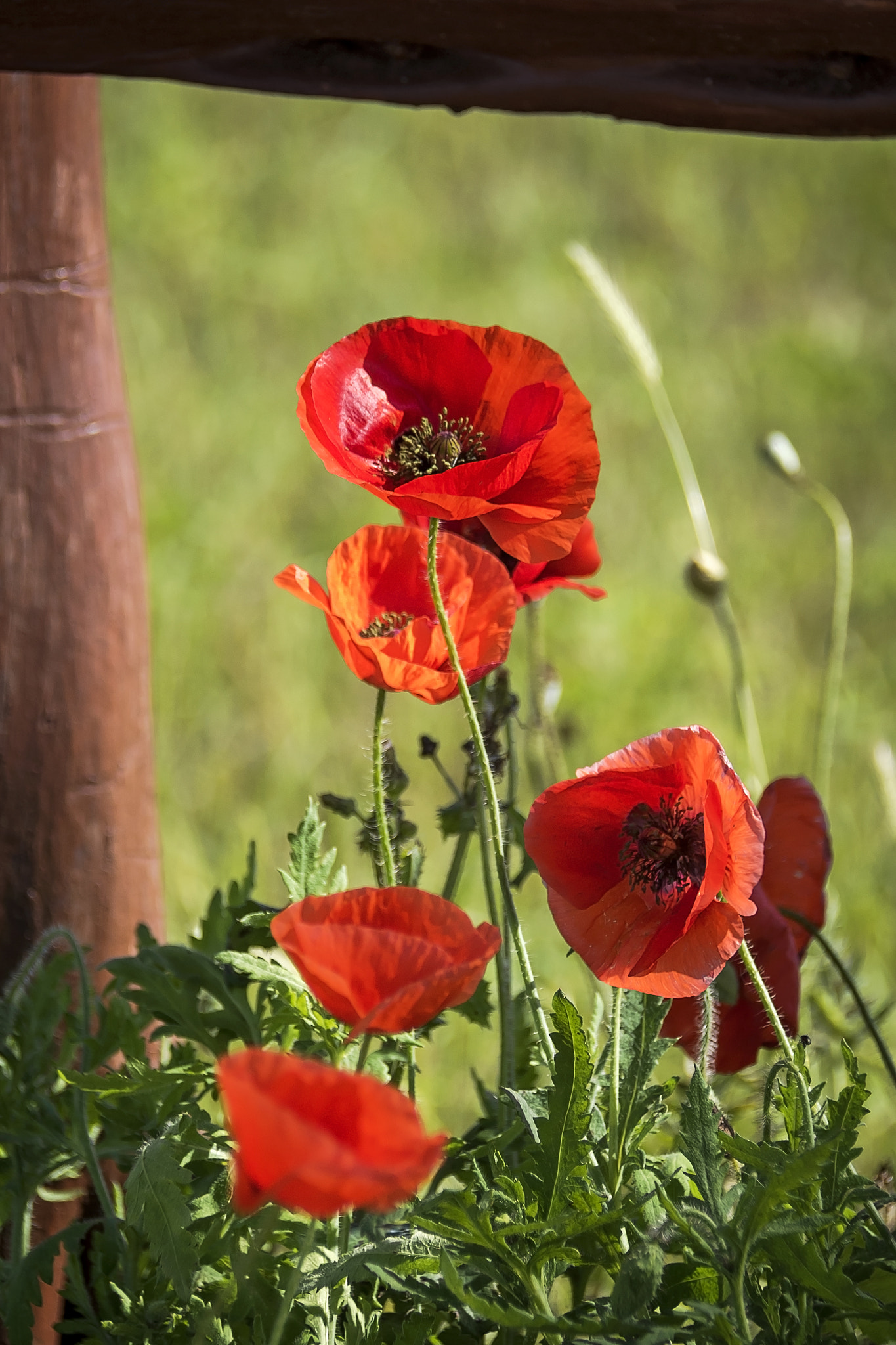 Nikon D750 + Nikon AF-S DX Nikkor 18-300mm F3.5-5.6G ED VR sample photo. Red poppies and fence photography