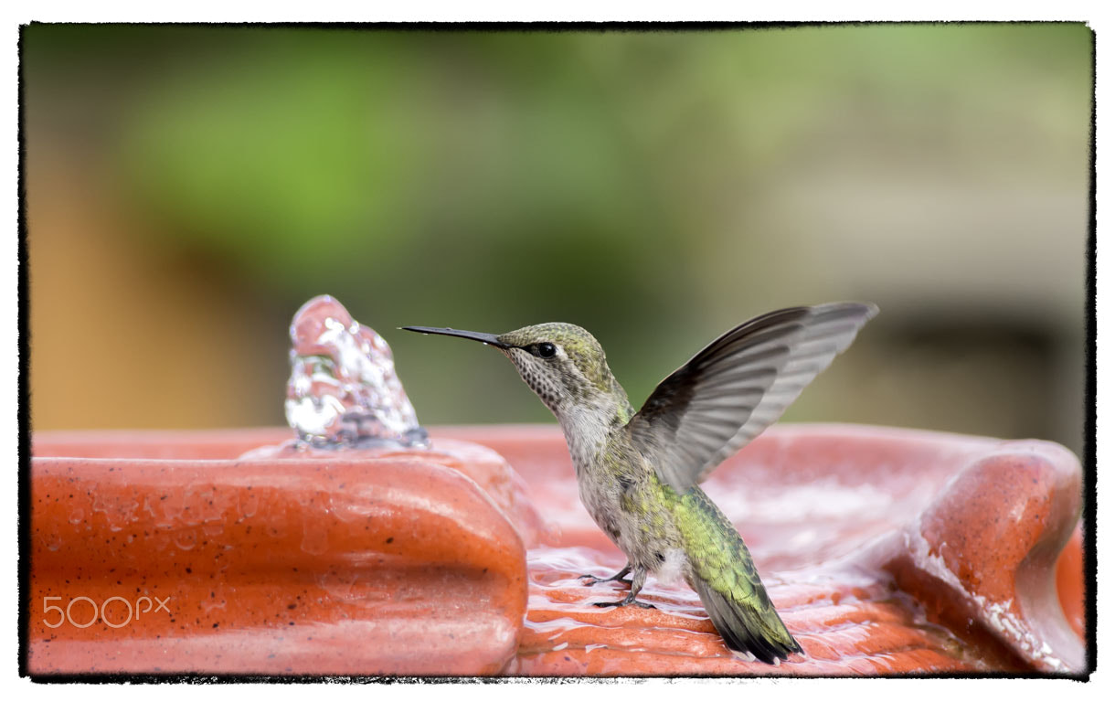 Nikon D800E + Nikon AF-S Nikkor 300mm F4D ED-IF sample photo. 20150711-_nik8455-1.jpg photography