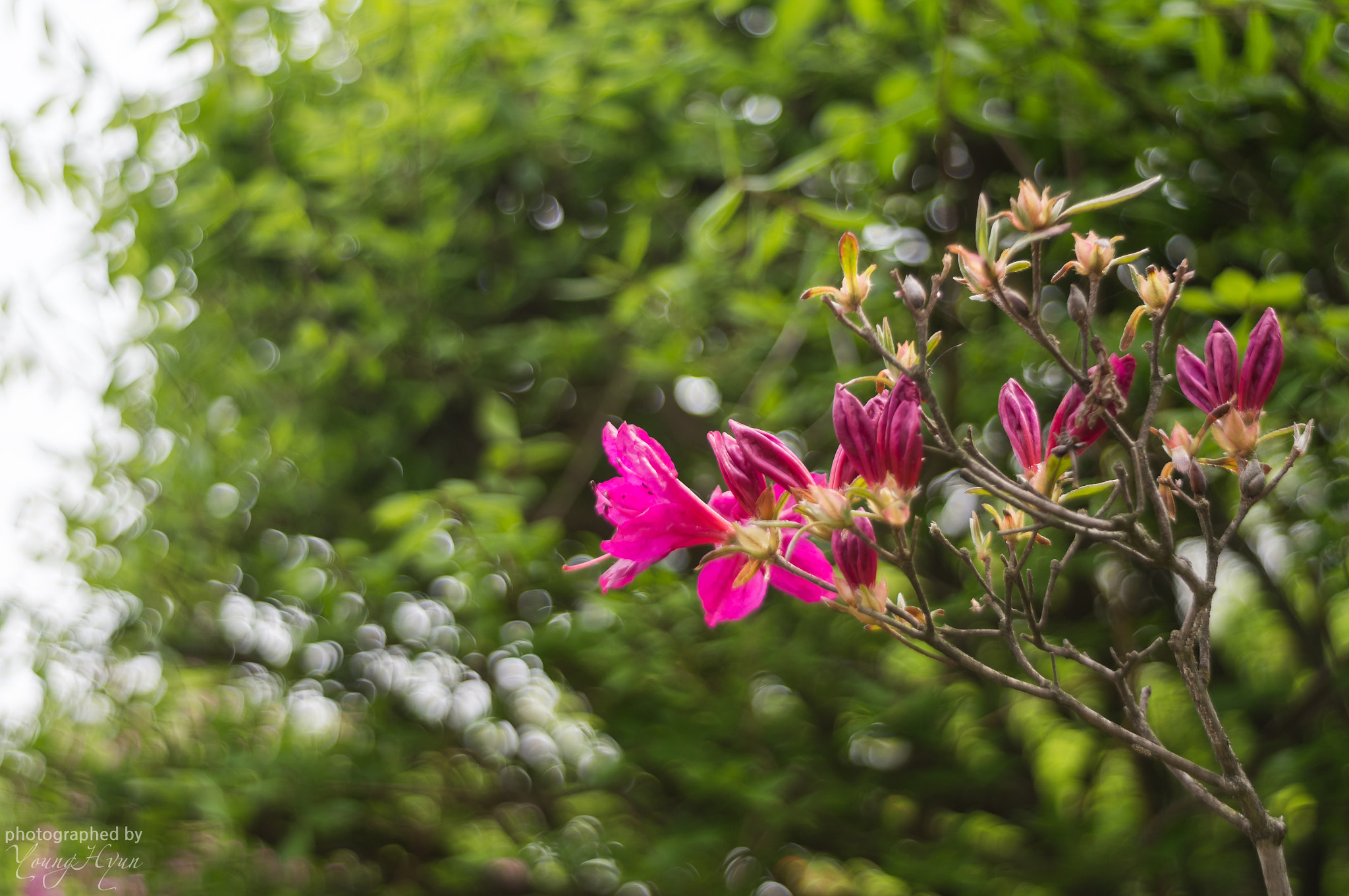 Sony SLT-A57 + Minolta AF 50mm F1.7 sample photo. Royal azalea blossom photography