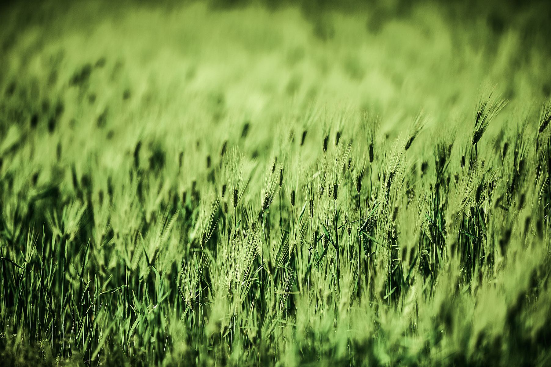 Nikon AF-S Nikkor 200mm F2G ED VR II sample photo. Barley photography