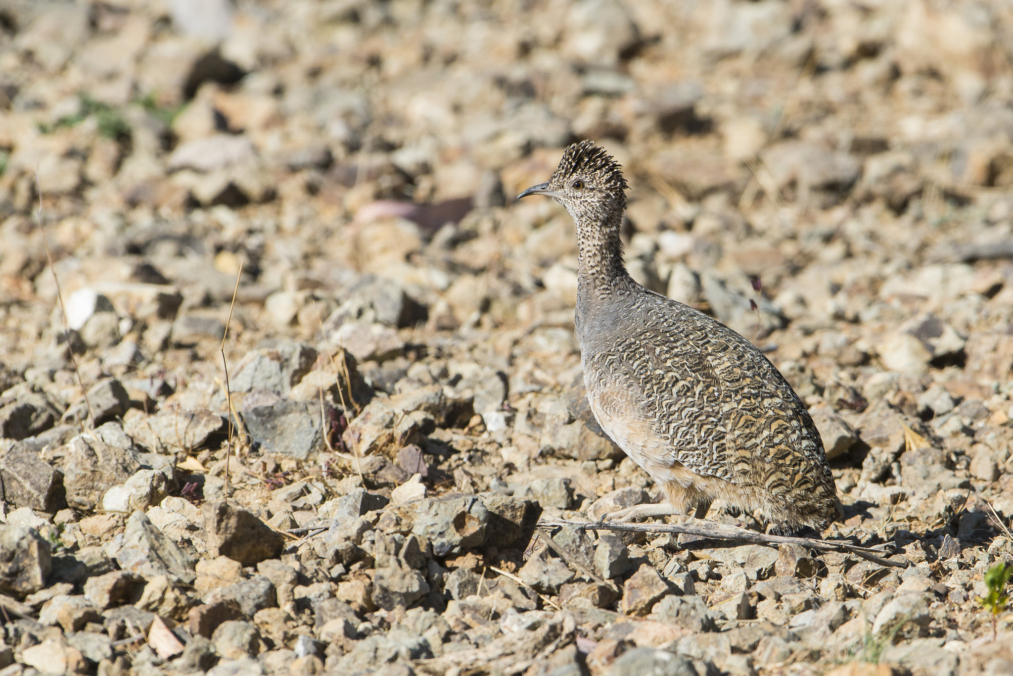 Nikon D800 + Nikon AF-S Nikkor 600mm F4G ED VR sample photo. Perdiz de la puna photography