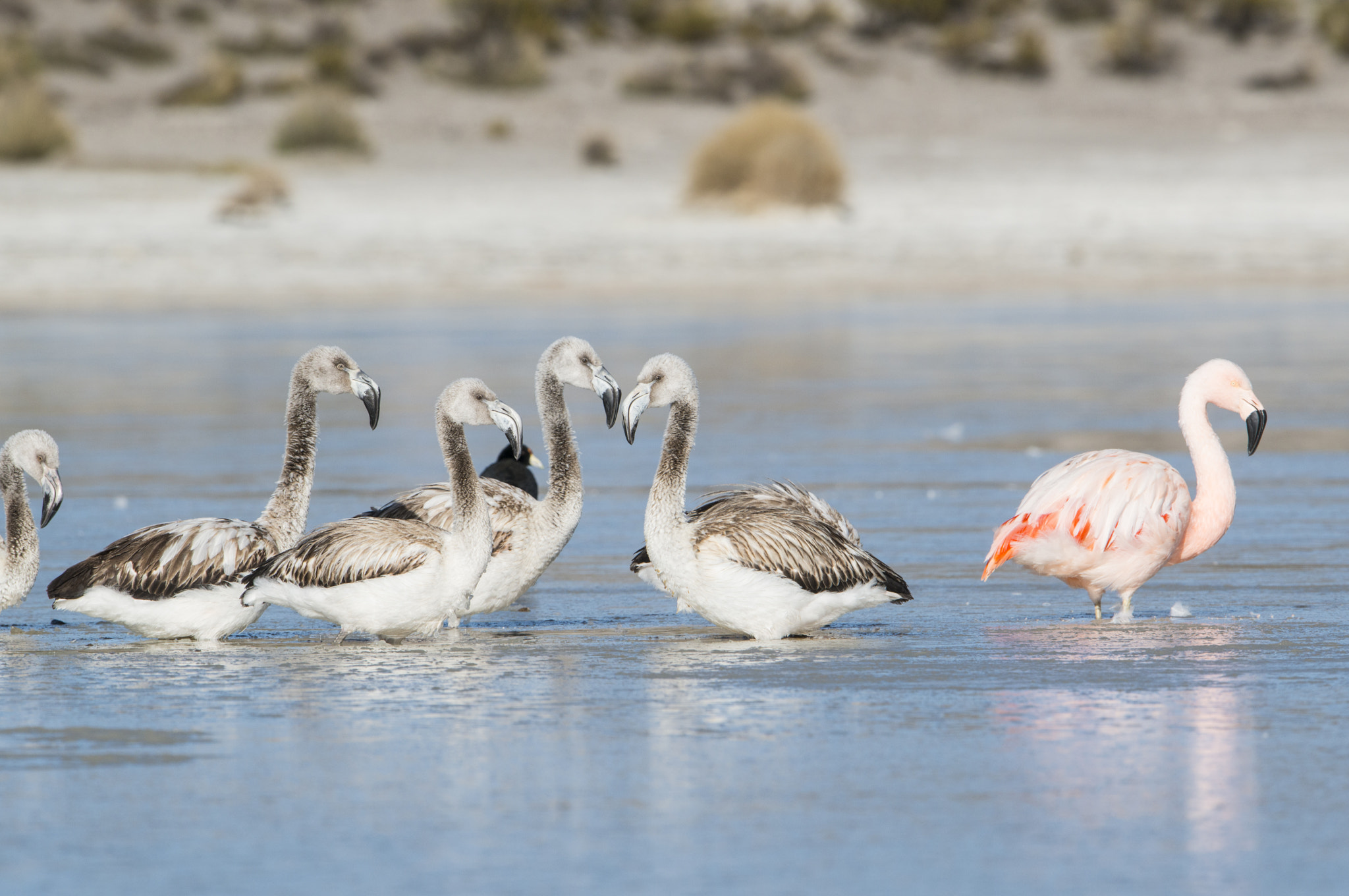 Nikon AF-S Nikkor 600mm F4G ED VR sample photo. Flamenco chileno photography