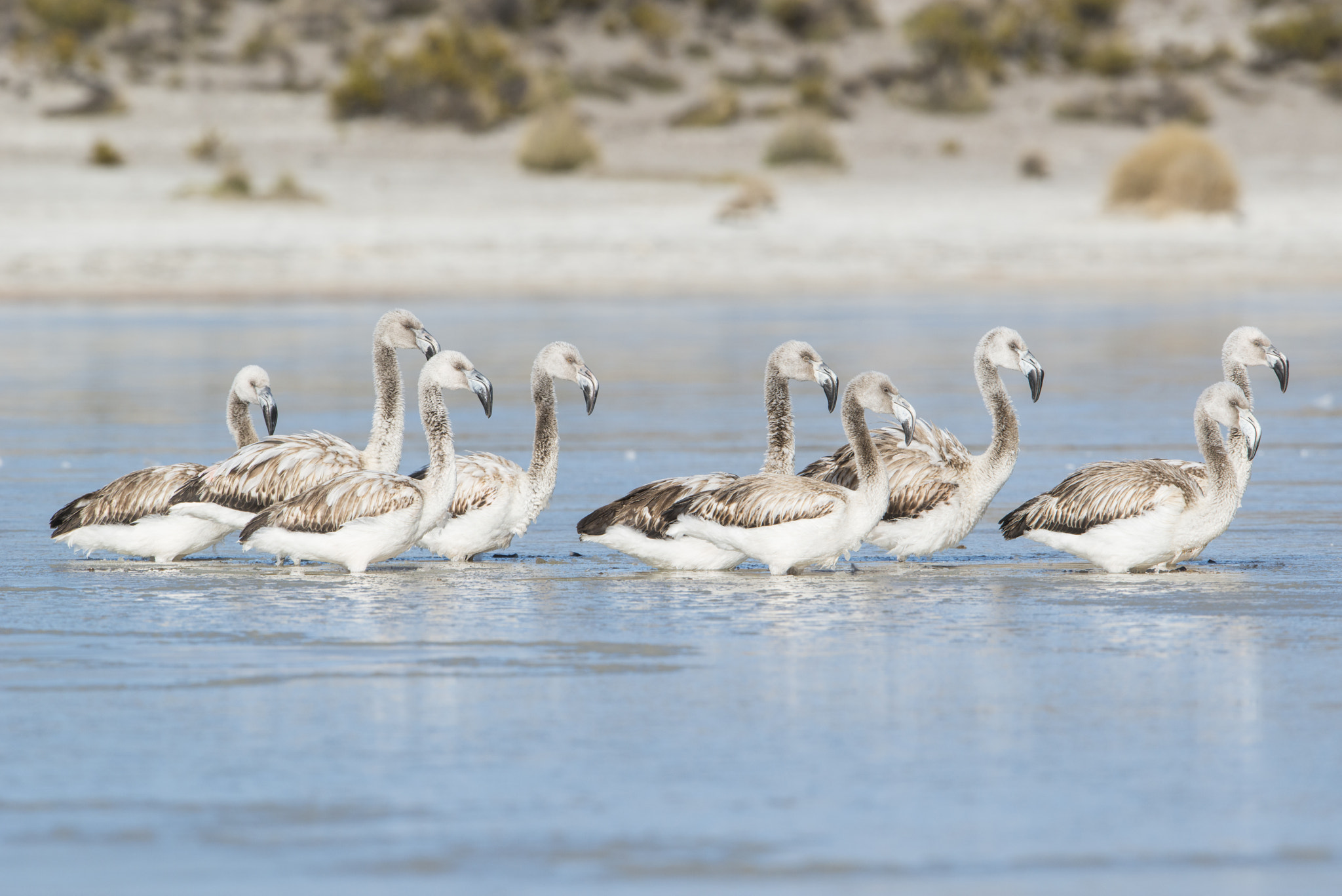 Nikon D800 + Nikon AF-S Nikkor 600mm F4G ED VR sample photo. Flamenco chileno photography