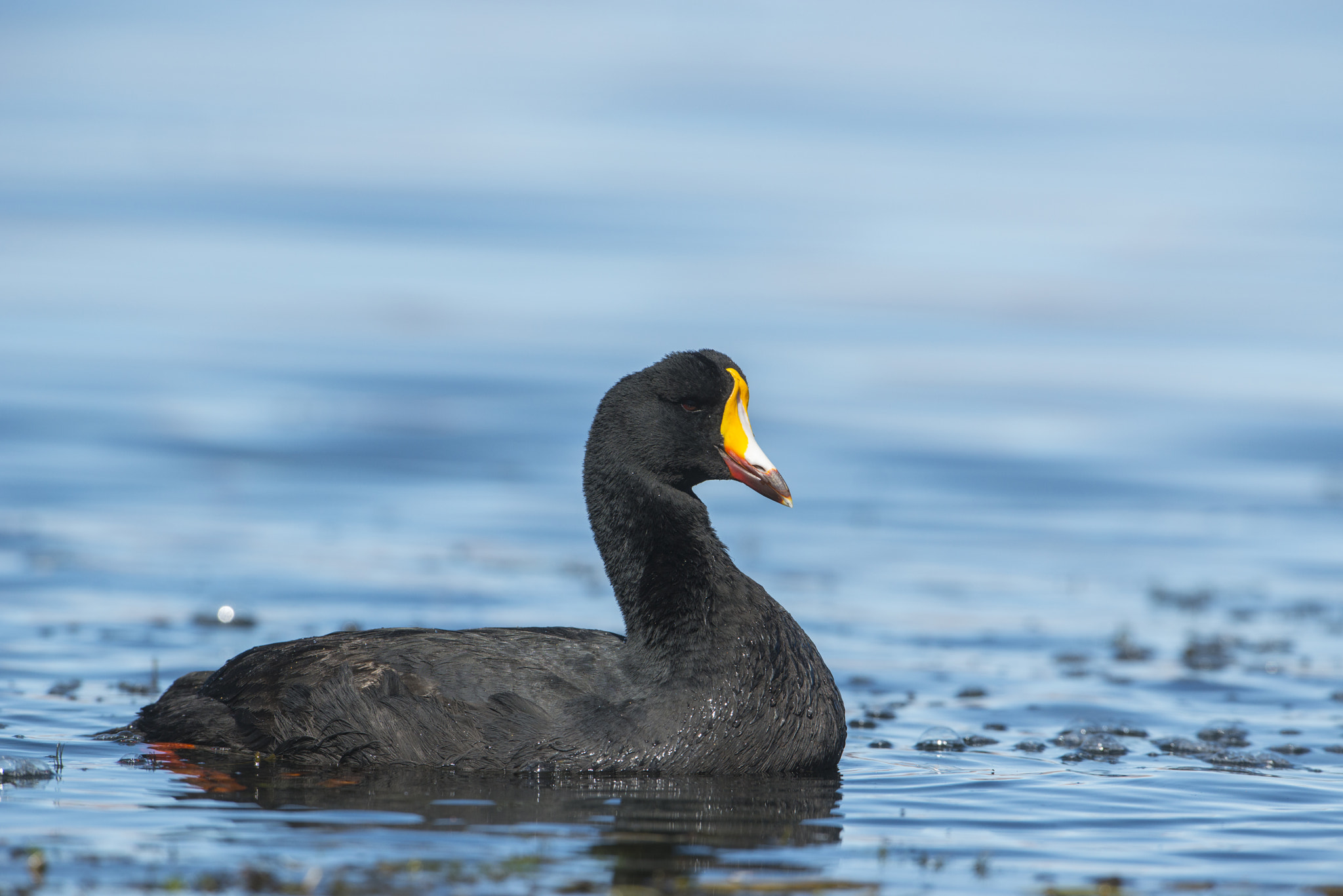 Nikon D800 + Nikon AF-S Nikkor 600mm F4G ED VR sample photo. Tagua gigante photography