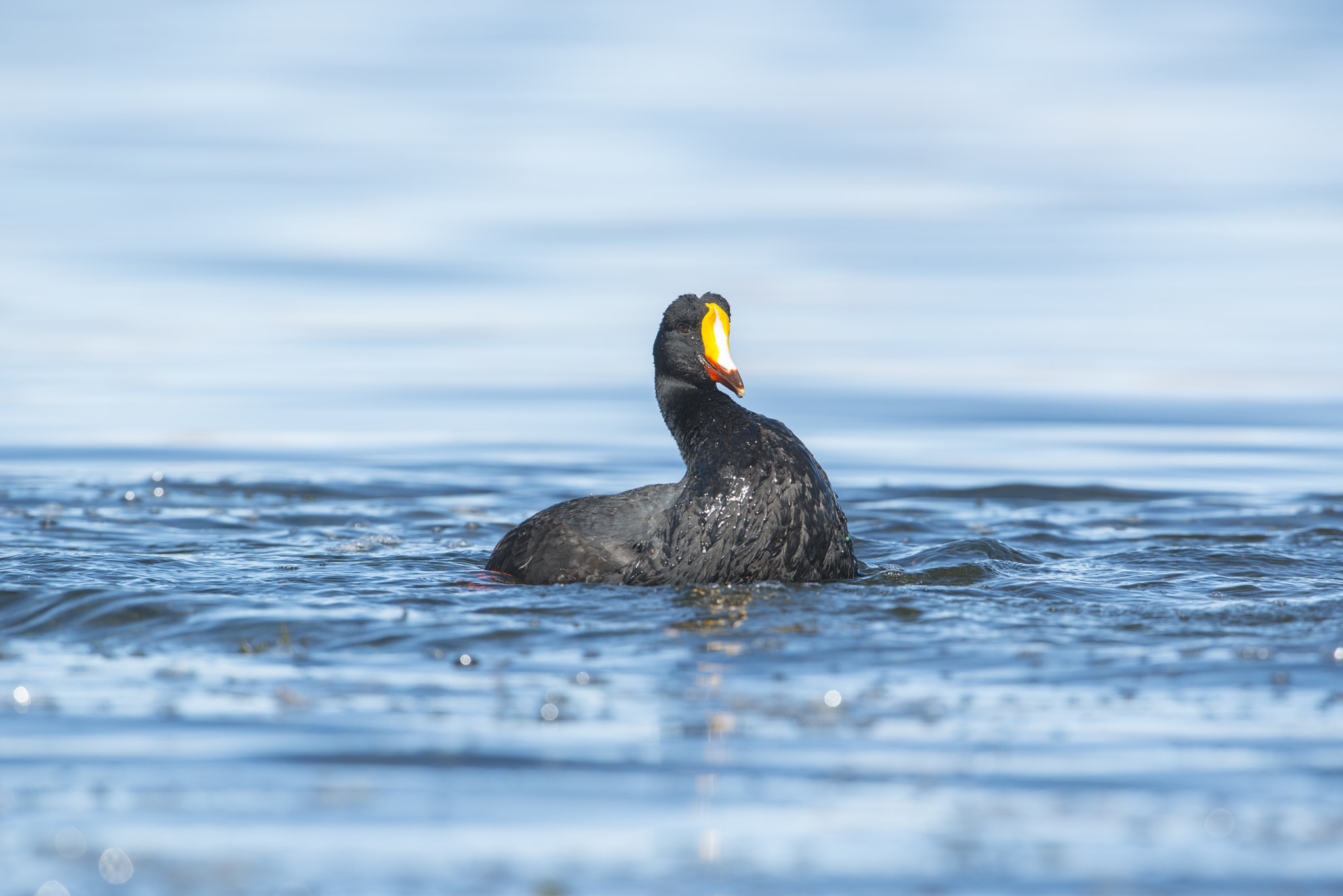 Nikon AF-S Nikkor 600mm F4G ED VR sample photo. Tagua gigante photography