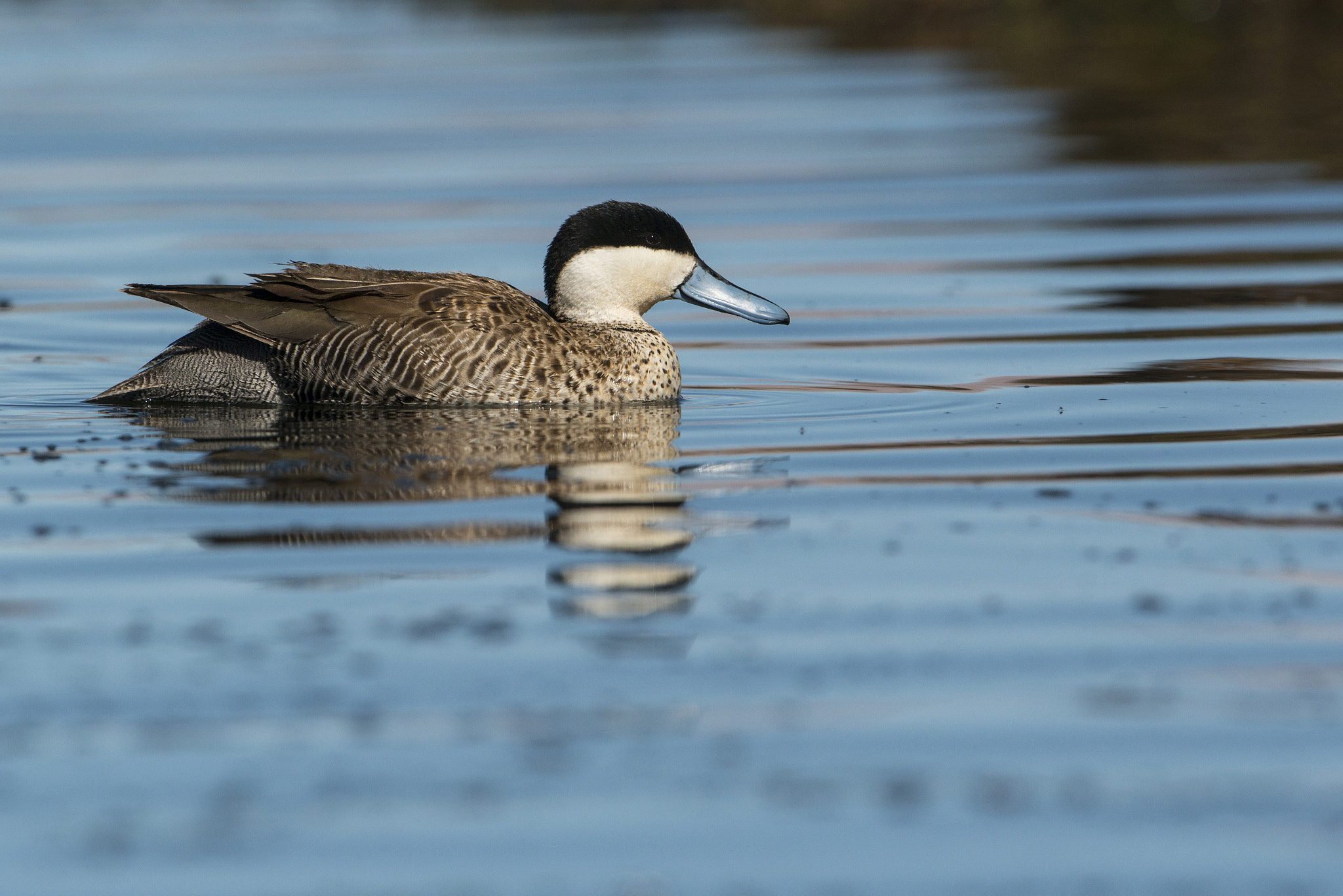 Nikon D800 + Nikon AF-S Nikkor 600mm F4G ED VR sample photo. Pato puna photography