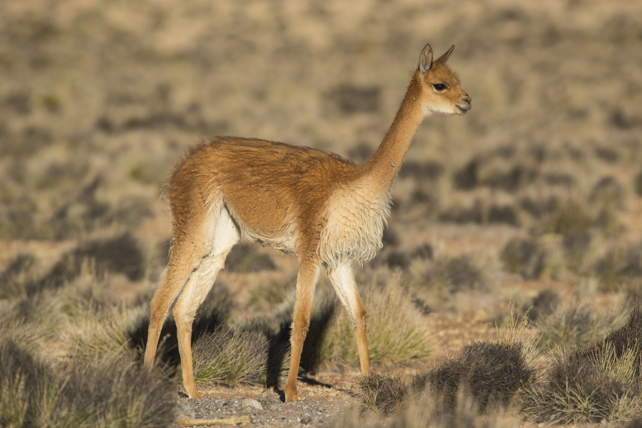 Nikon AF-S Nikkor 600mm F4G ED VR sample photo. Vicuña photography