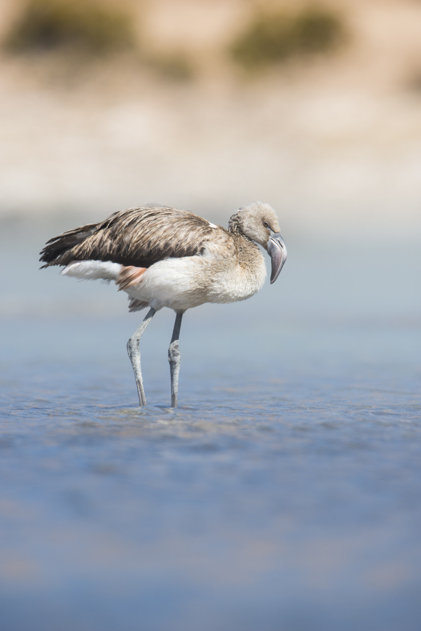 Nikon AF-S Nikkor 600mm F4G ED VR sample photo. Parina grande photography