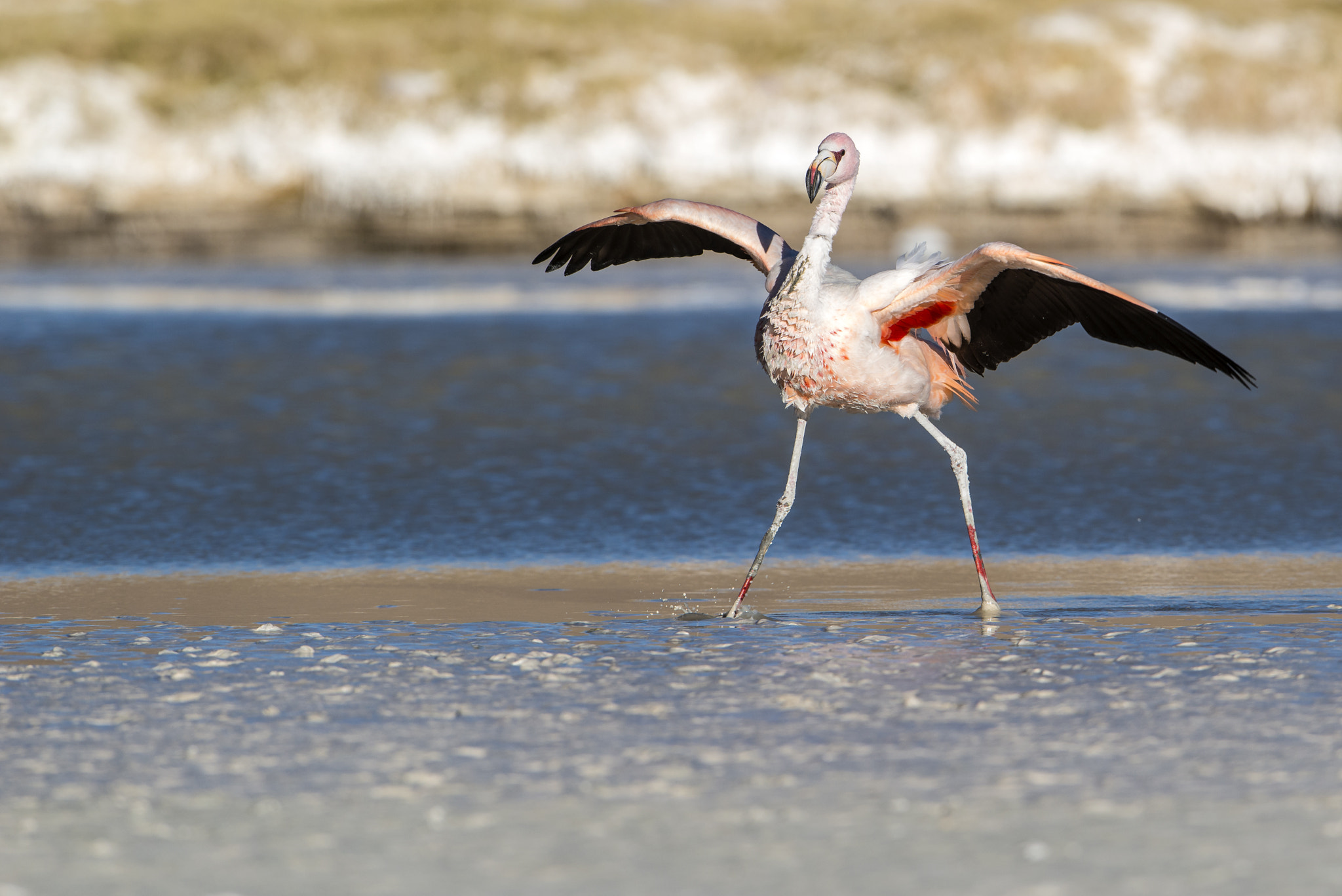 Nikon D800 + Nikon AF-S Nikkor 600mm F4G ED VR sample photo. Parina grande photography