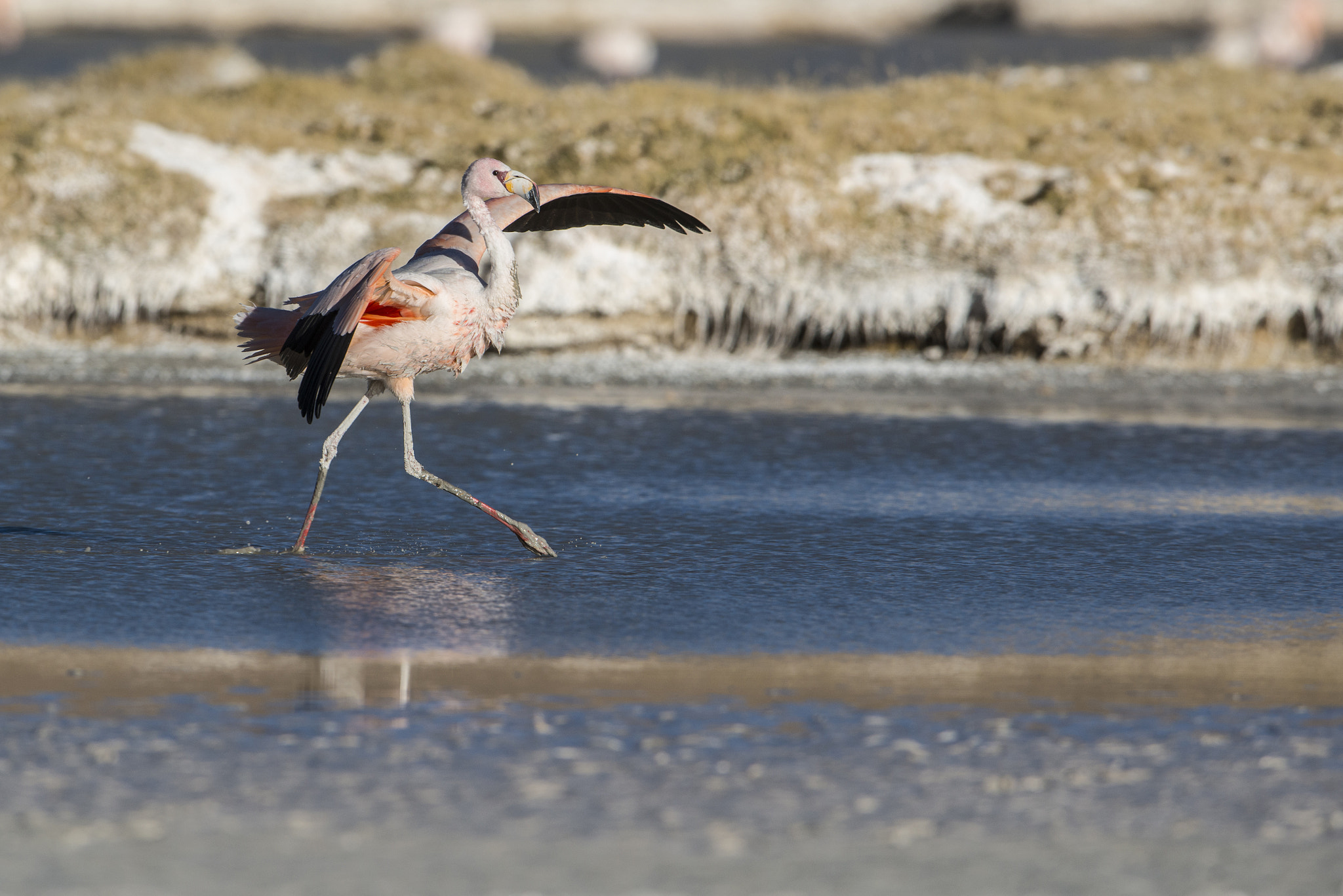 Nikon AF-S Nikkor 600mm F4G ED VR sample photo. Parina grande photography