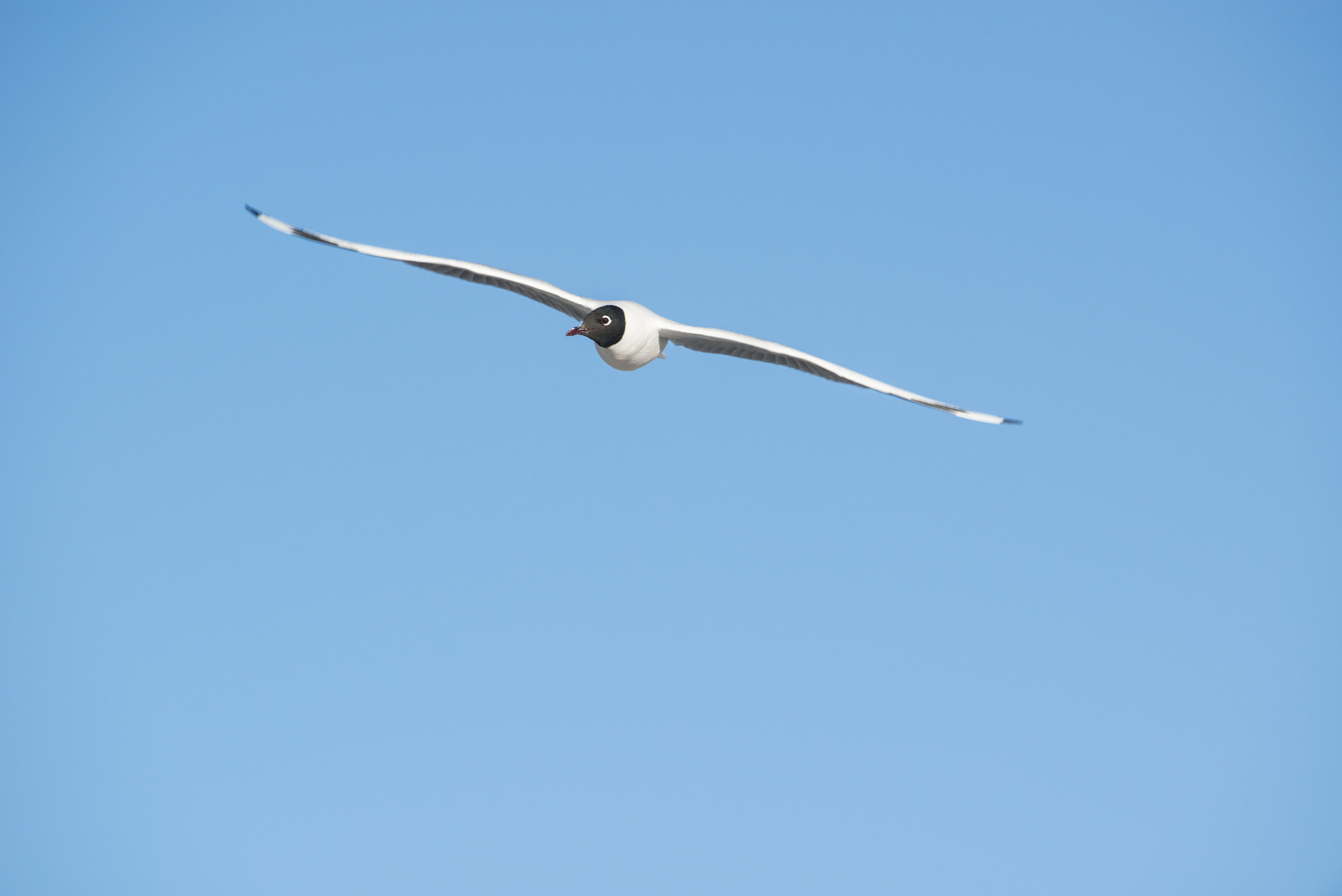 Nikon AF-S Nikkor 600mm F4G ED VR sample photo. Gaviota andina photography