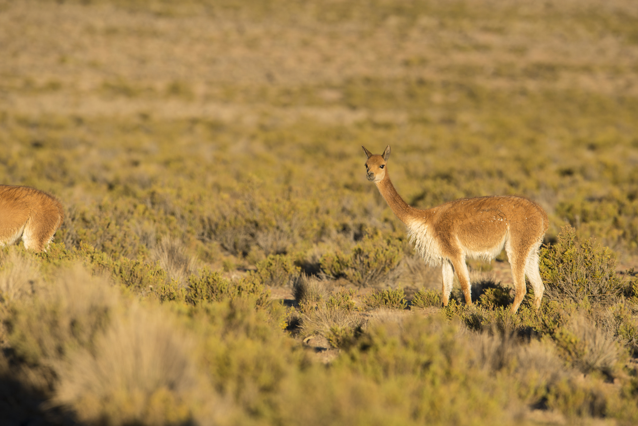 Nikon AF-S Nikkor 600mm F4G ED VR sample photo. Vicuña photography