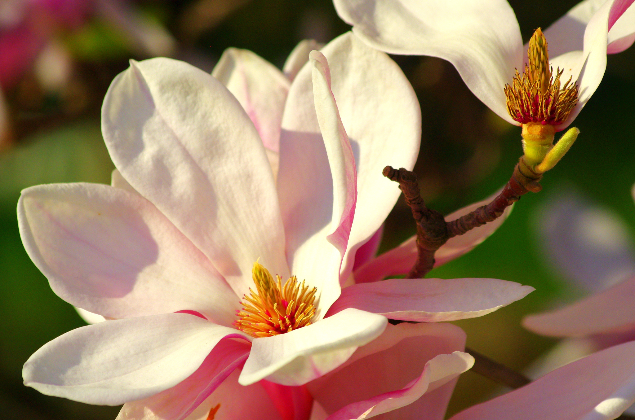 smc PENTAX-DA L 55-300mm F4-5.8 ED sample photo. Brilliant beauty of a magnolia photography