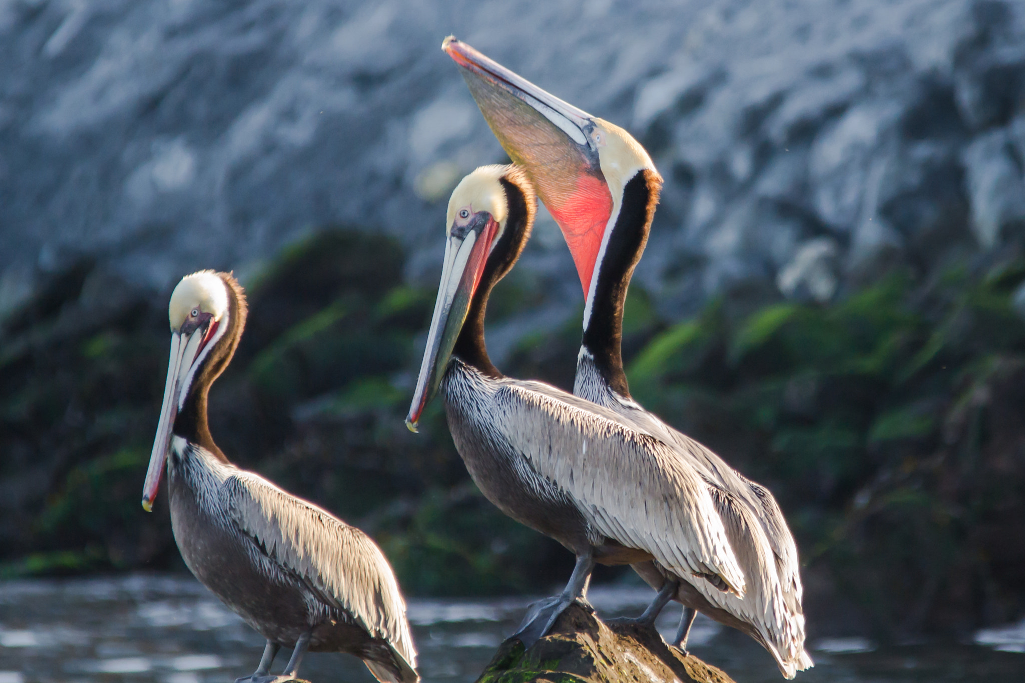 Sigma 150-500mm F5-6.3 DG OS HSM sample photo. Three pelicans photography