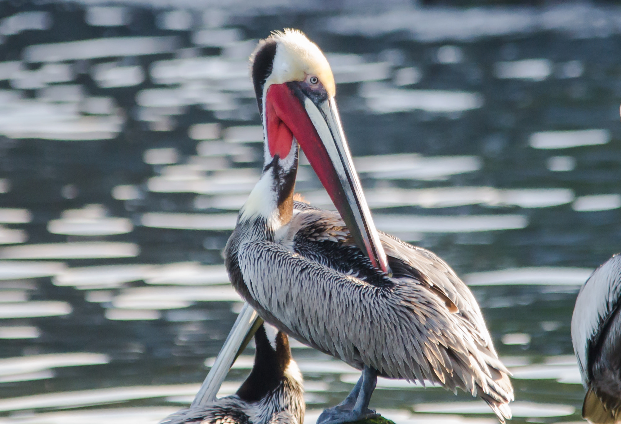 Sigma 150-500mm F5-6.3 DG OS HSM sample photo. Solo show photography