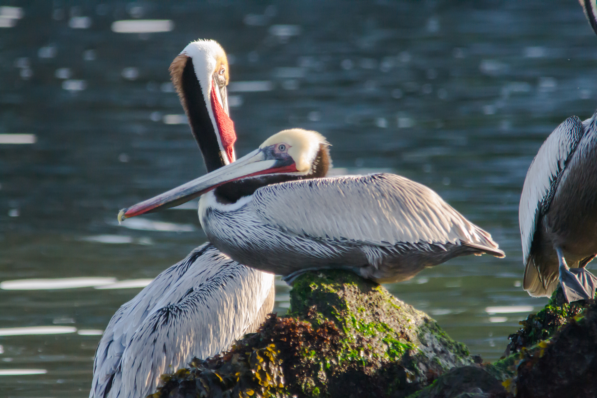 Sigma 150-500mm F5-6.3 DG OS HSM sample photo. Resting-1 photography