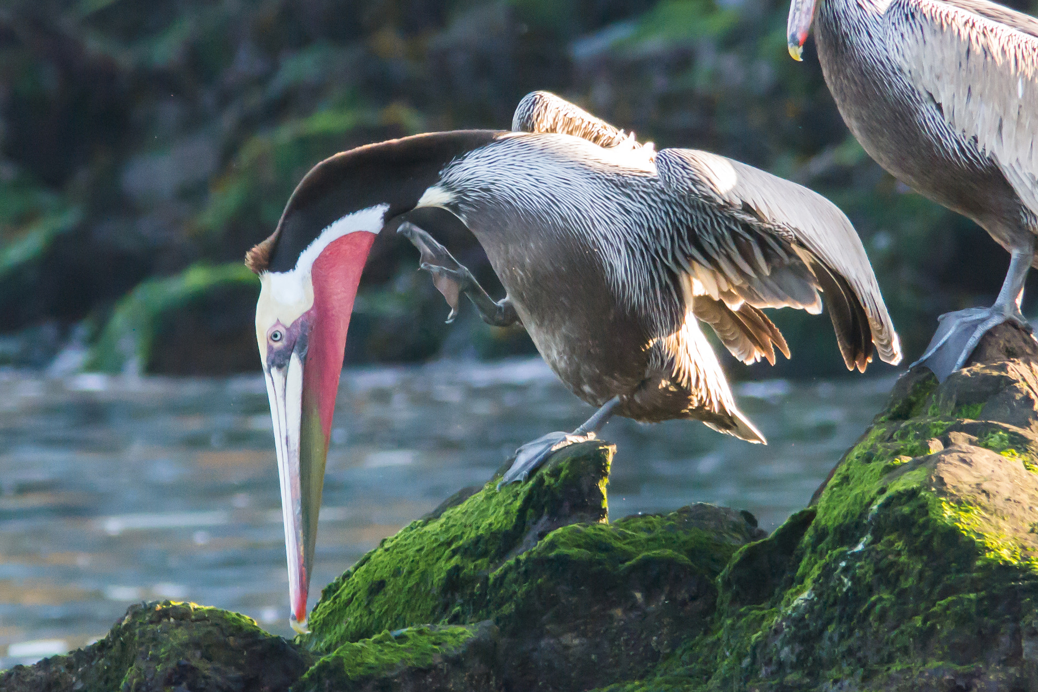 Sigma 150-500mm F5-6.3 DG OS HSM sample photo. Scratching photography