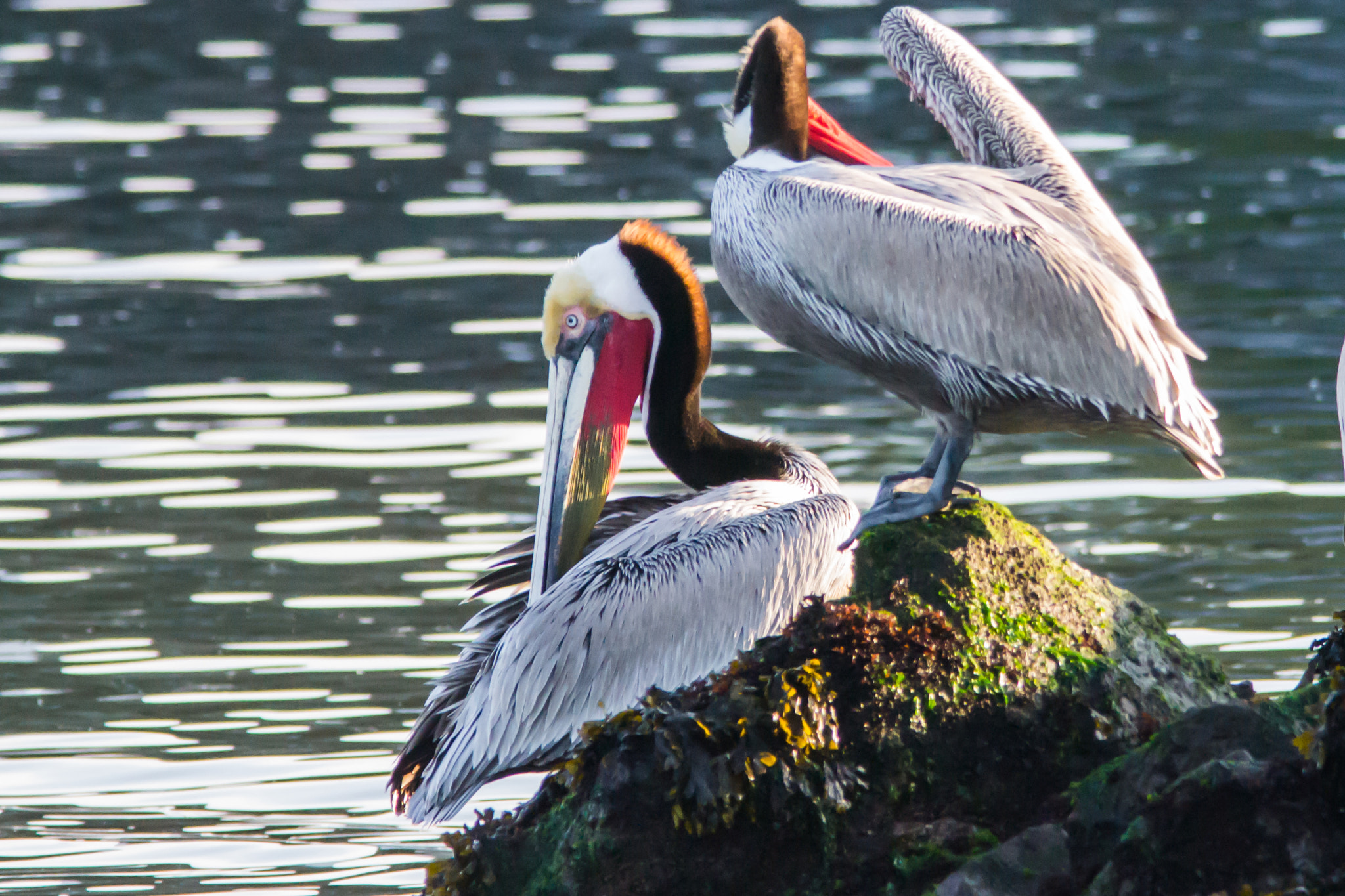 Sigma 150-500mm F5-6.3 DG OS HSM sample photo. Grooming-1 photography