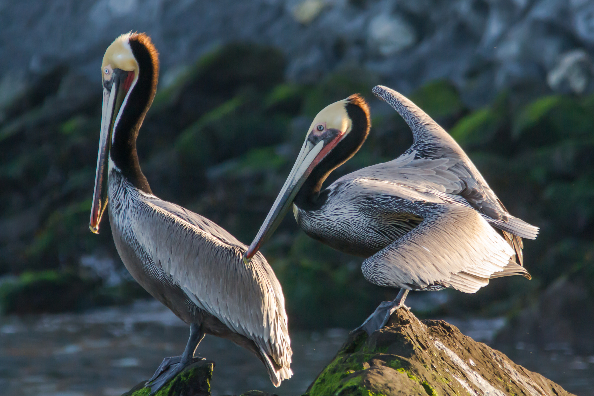 Sigma 150-500mm F5-6.3 DG OS HSM sample photo. Stretching photography