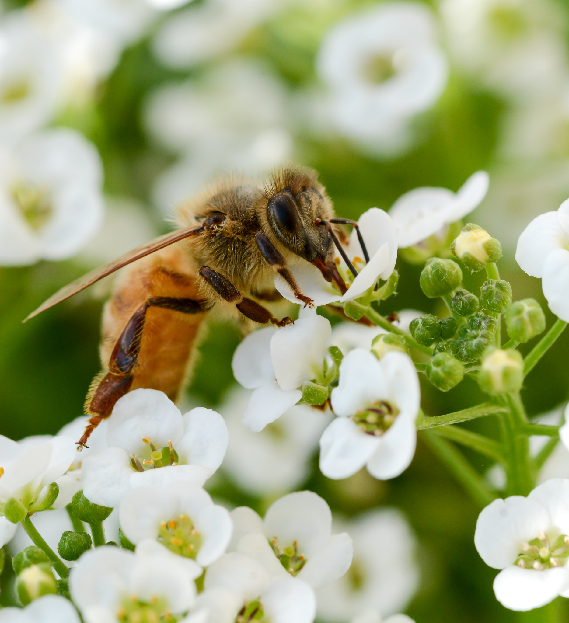 Nikon D7100 + Nikon AF Micro-Nikkor 200mm F4D ED-IF sample photo. Honey bee macro photography